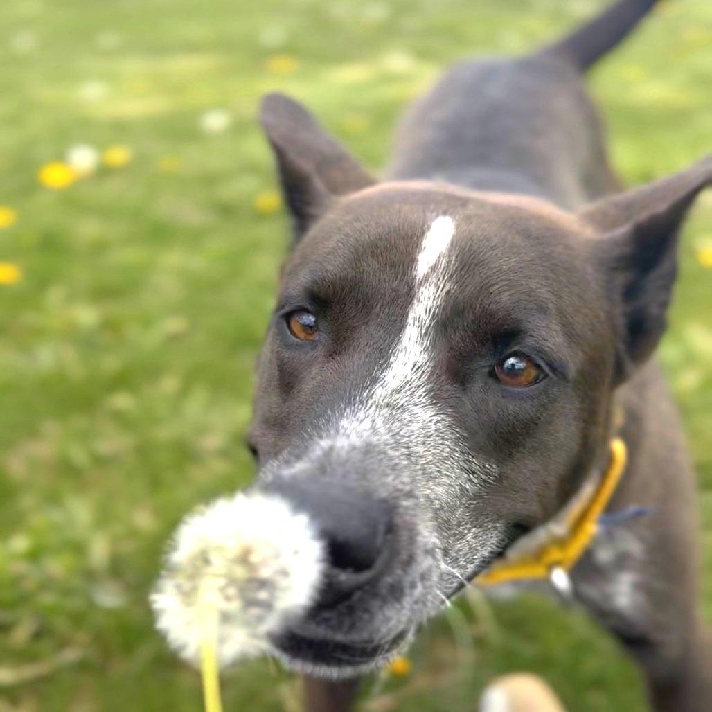 Enlarge Coco, a Adoptable mixed breed in Hendersonville, NC image 3/5