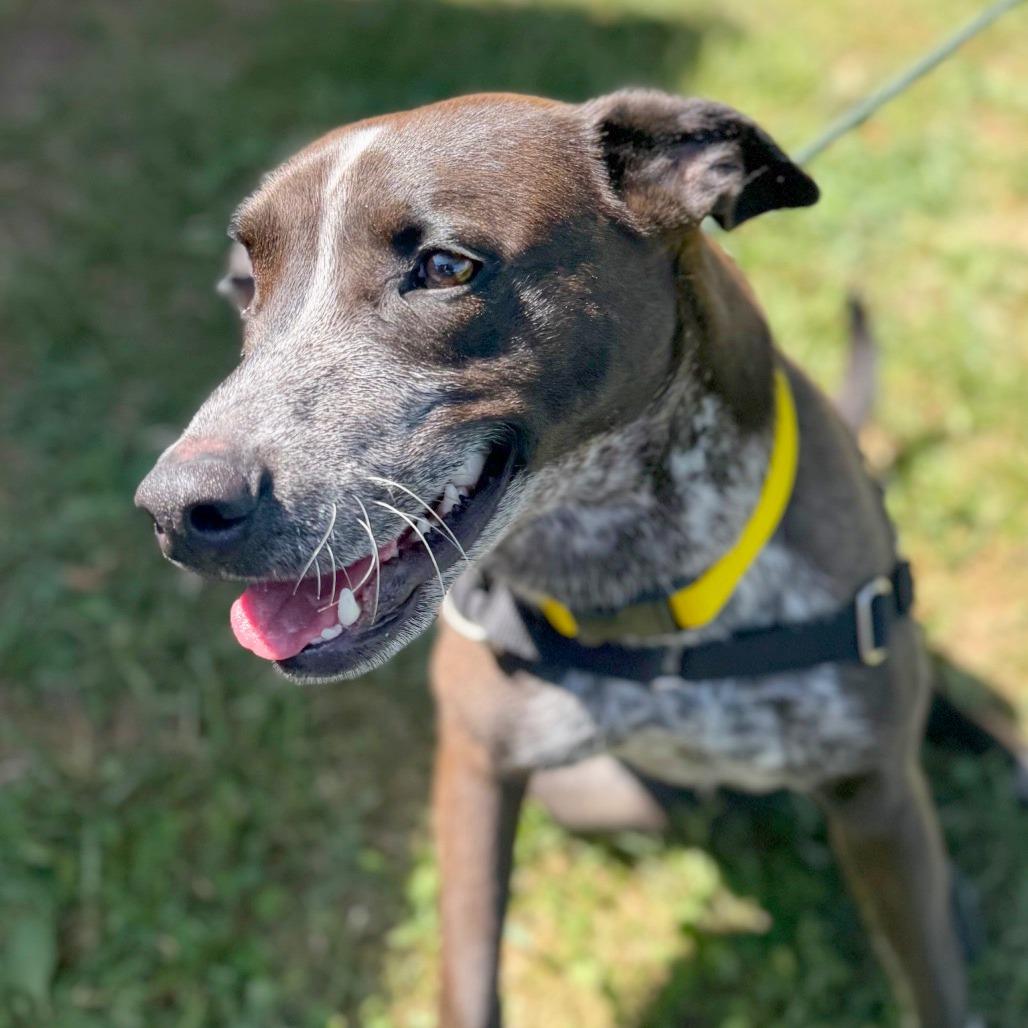 Coco, Adoptable, Young Female Mixed Breed.