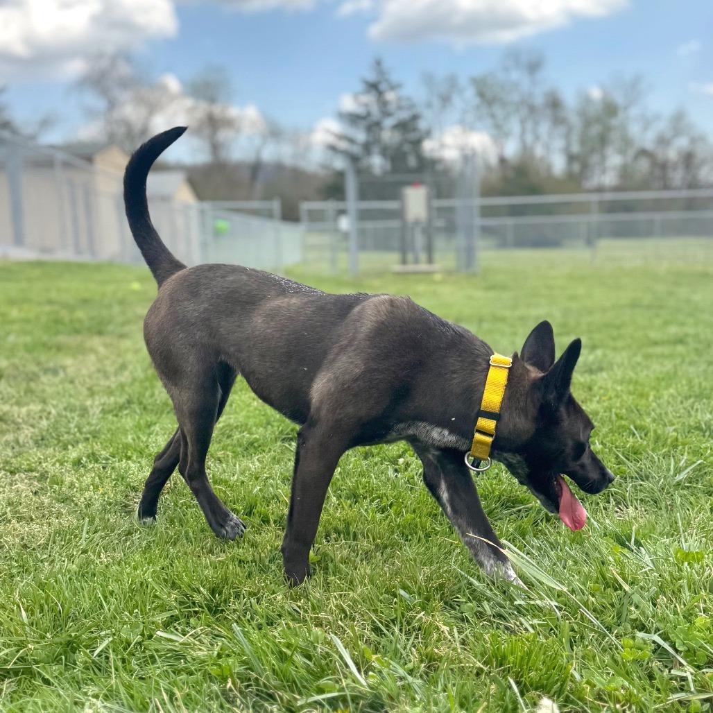 Enlarge Coco, a Adoptable mixed breed in Hendersonville, NC image 4/5