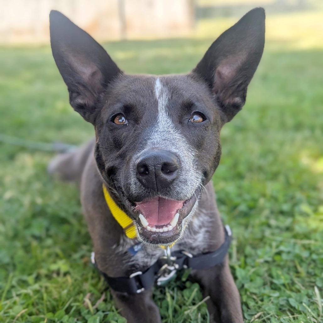 Enlarge Coco, a Adoptable Mixed Breed in Hendersonville, NC image 2/6