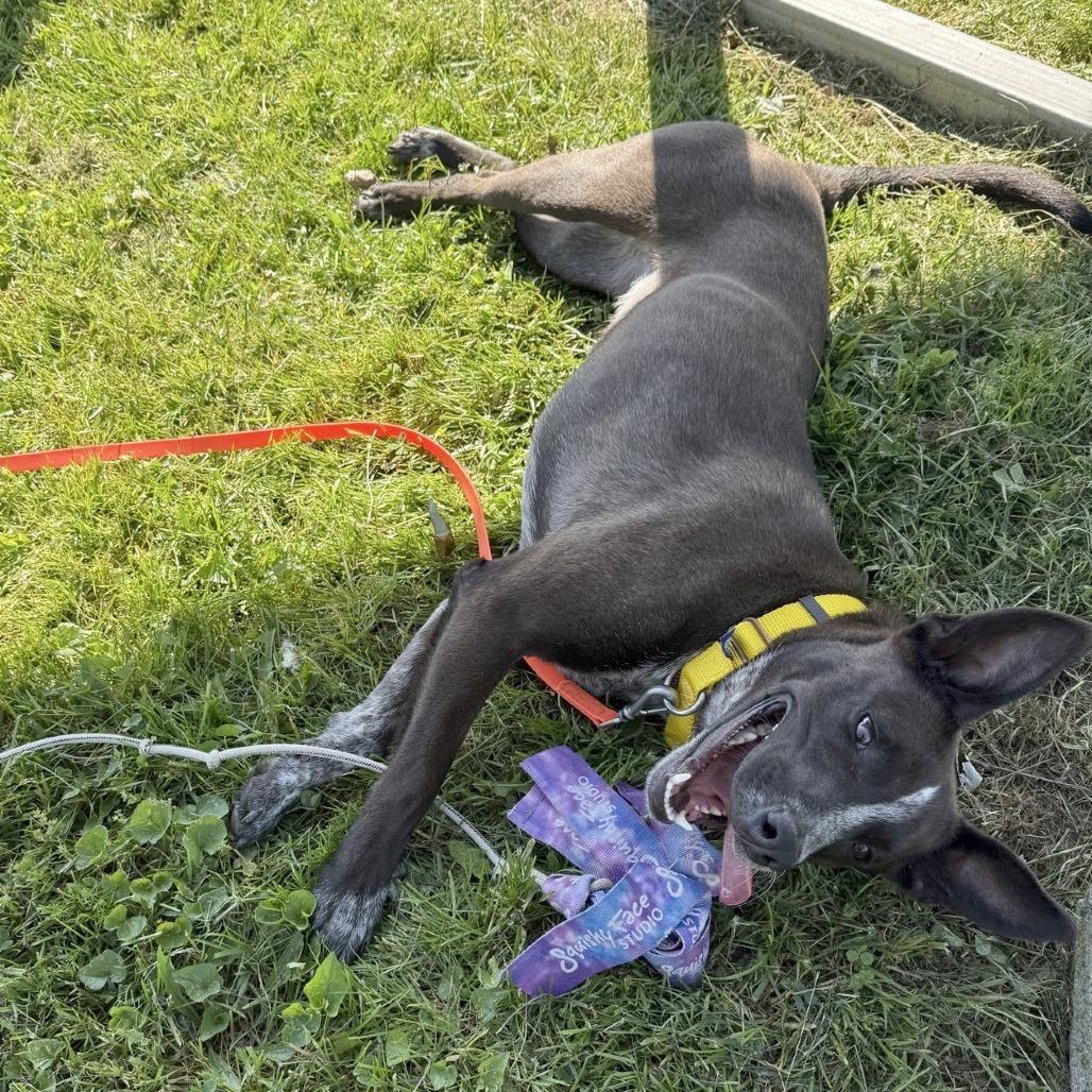 Enlarge Coco, a Adoptable Mixed Breed in Hendersonville, NC image 3/6