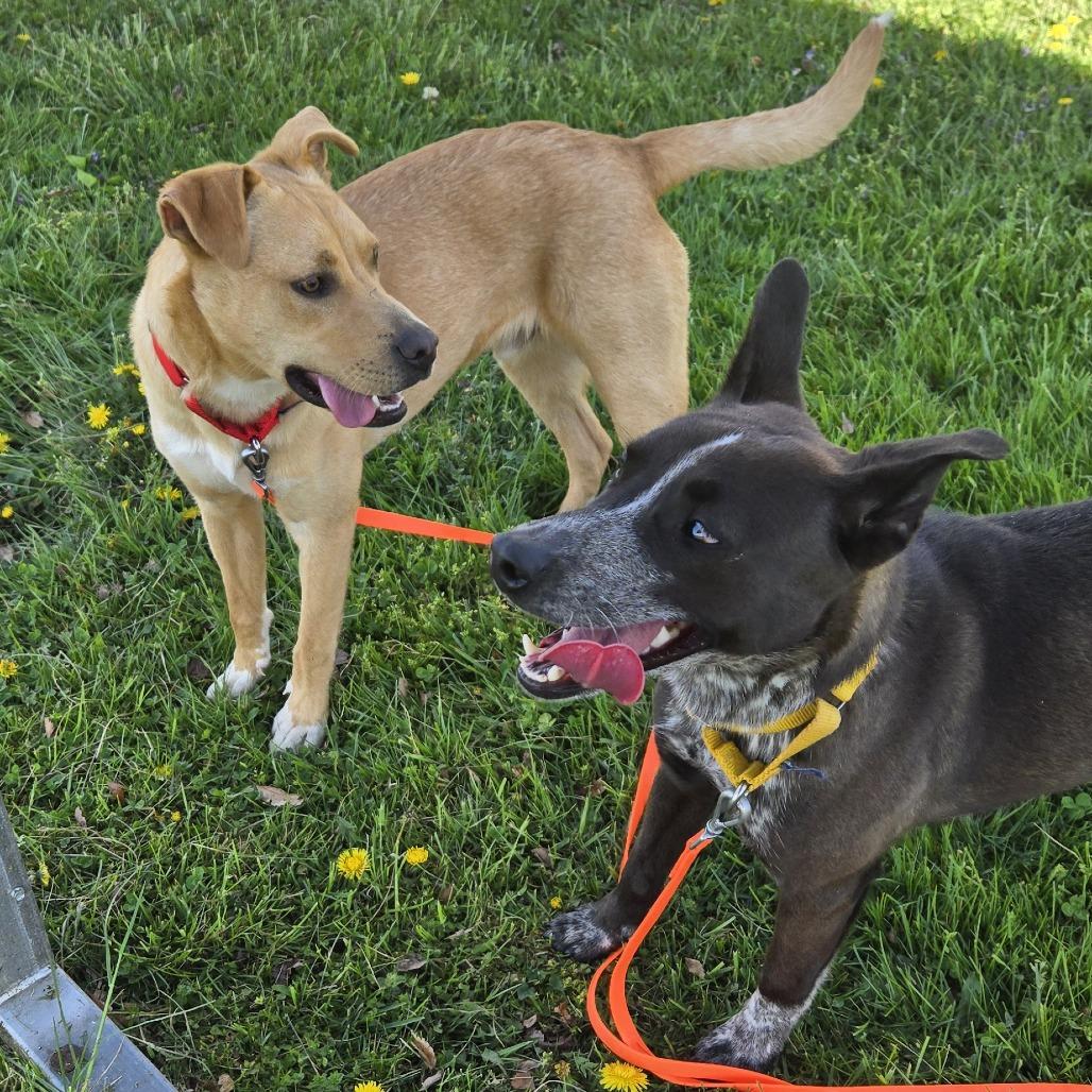 Enlarge Coco, a Adoptable Mixed Breed in Hendersonville, NC image 4/6
