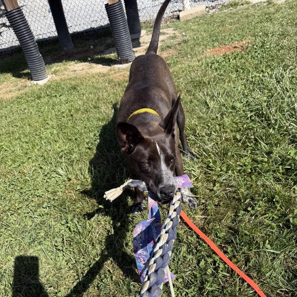 Enlarge Coco, a Adoptable Mixed Breed in Hendersonville, NC image 5/6