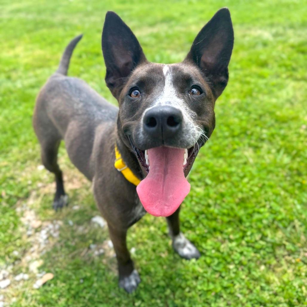 Enlarge Coco, a Adoptable mixed breed in Hendersonville, NC image 5/5