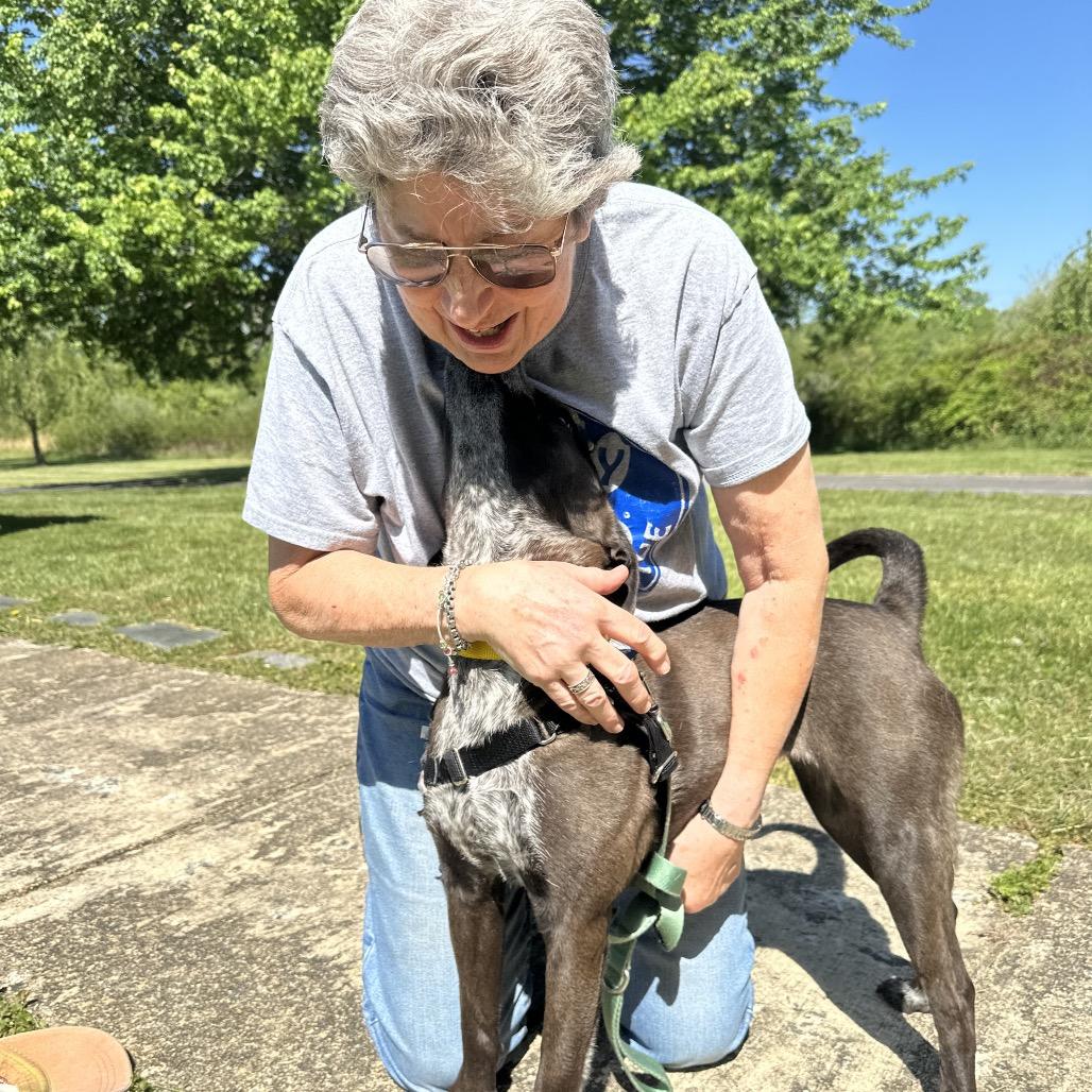 Enlarge Coco, a Adoptable Mixed Breed in Hendersonville, NC image 6/6