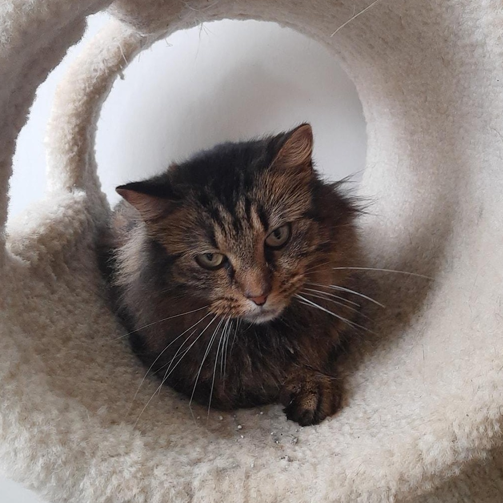 Lady, ADOPTABLE, Adult Female Domestic Long Hair.