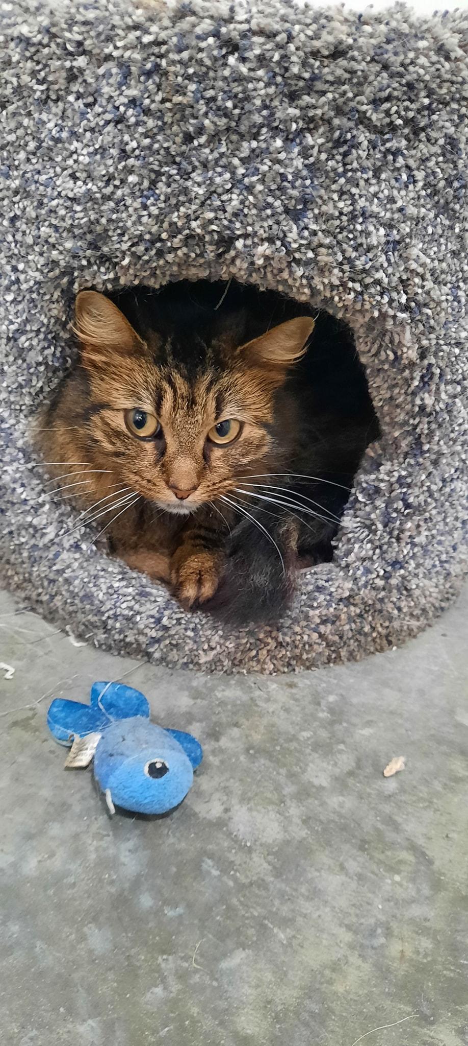 Enlarge Lady, a ADOPTABLE mixed breed in Metropolis, IL image 2/2