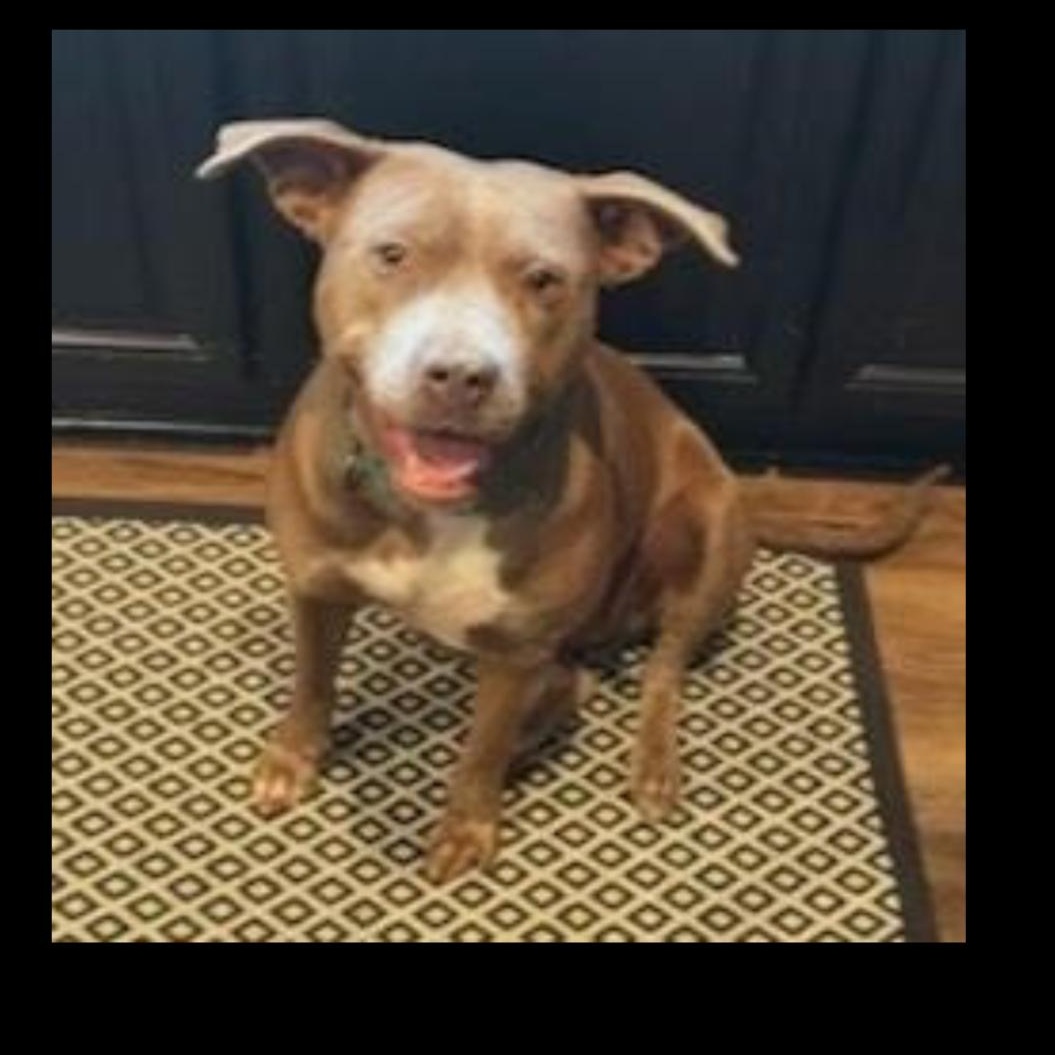 Enlarge Canela, a Adoptable mixed breed in CUMMING, GA image 2/2