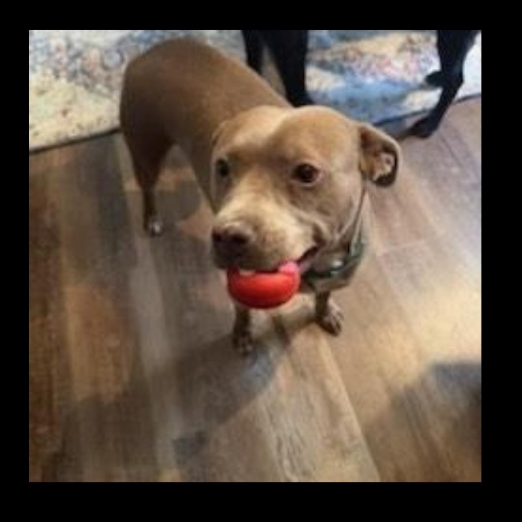 Canela, Adoptable, Adult Female Pit Bull Terrier.