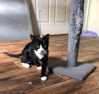 Carson, Adoptable, Young Male Domestic Short Hair.