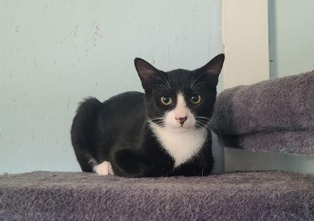 Carson, a Adoptable Domestic Short Hair in Russellville, KY image 2/2