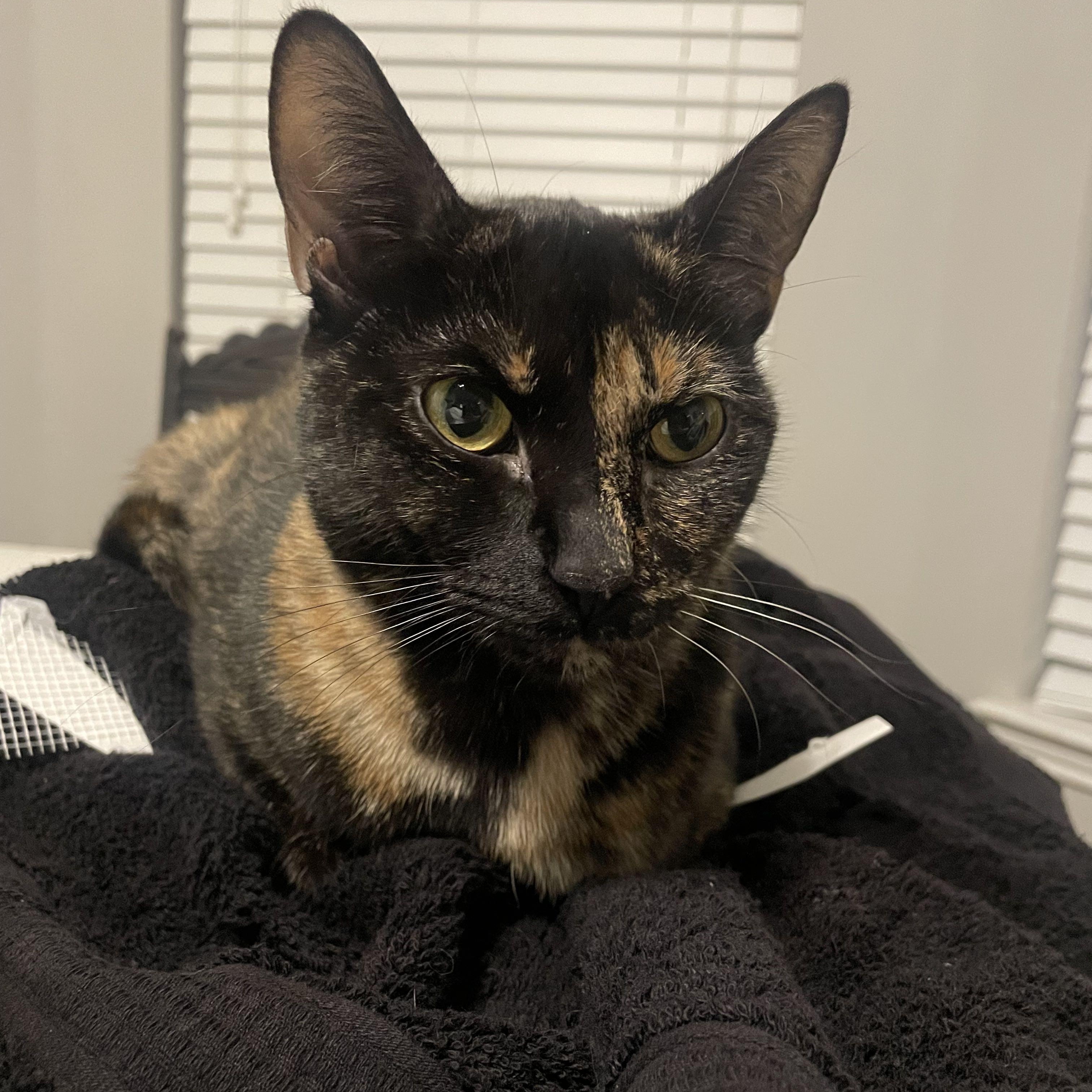 Sushi, Adoptable, Adult Female Domestic Short Hair.