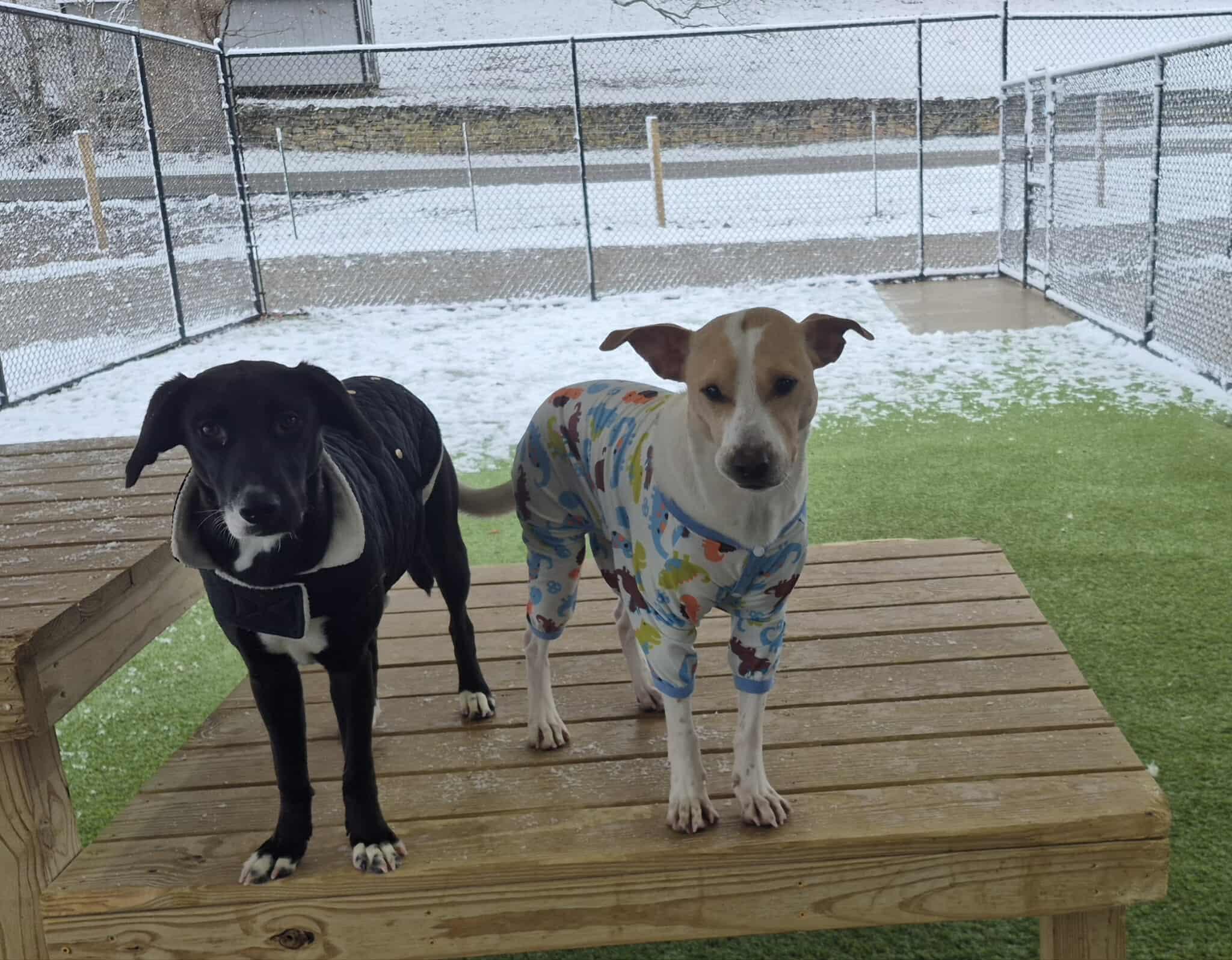 Enlarge Butter, a Adoptable mixed breed in Richmond, KY image 4/6