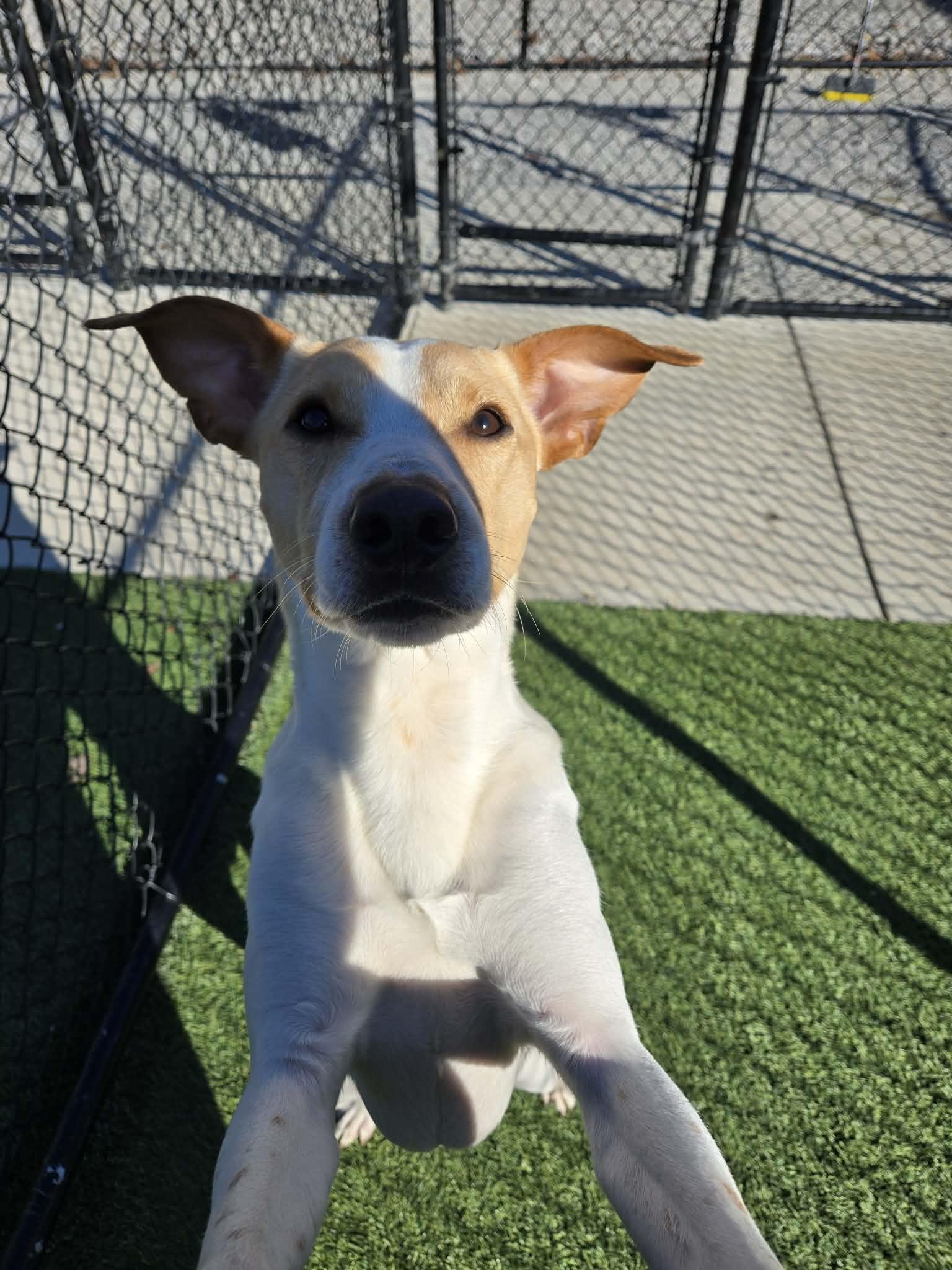 Enlarge Butter, a ADOPTABLE mixed breed in Richmond, KY image 2/4