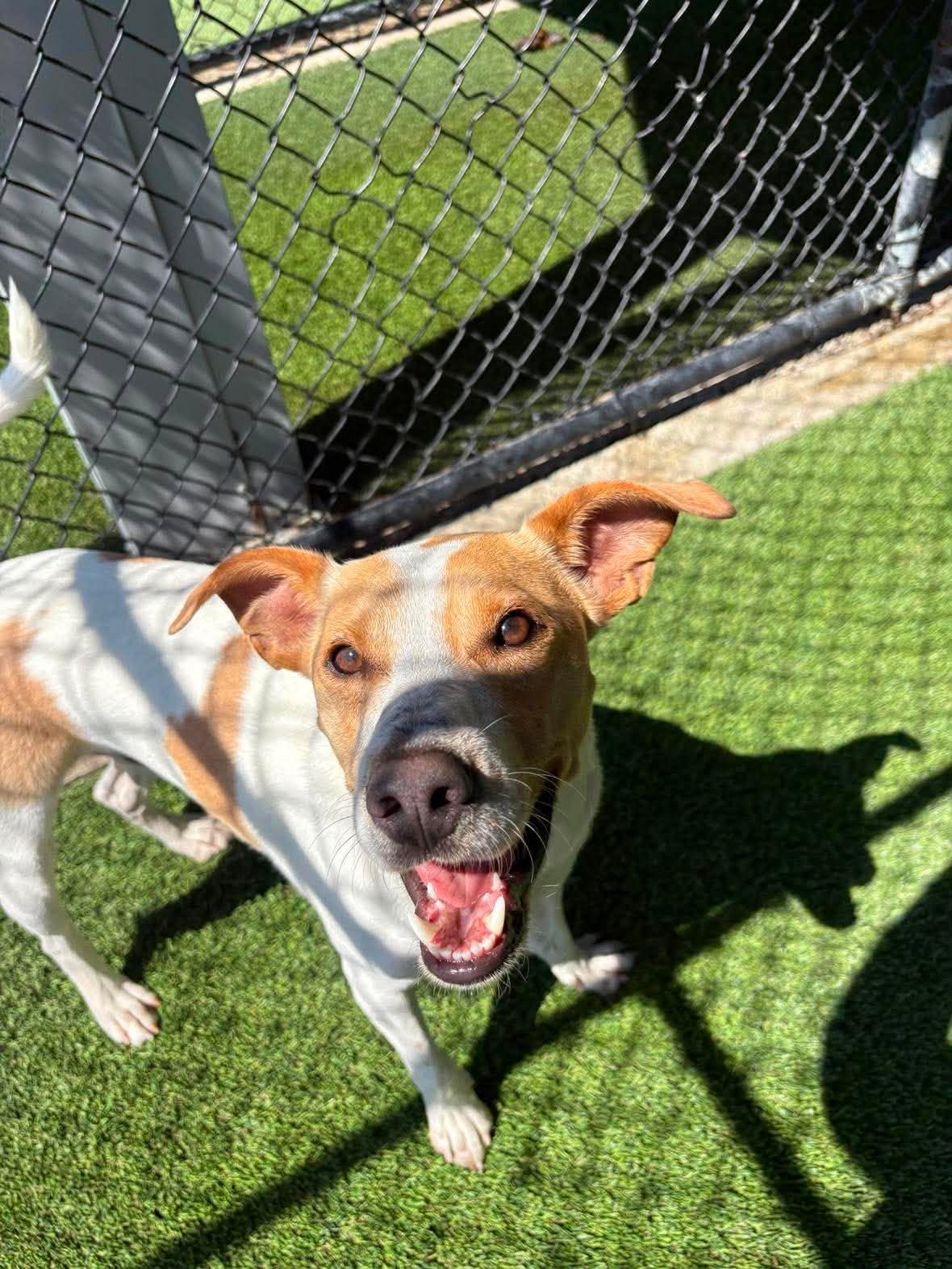 Butter, Adoptable, Young Male Jack Russell Terrier & Foxhound.