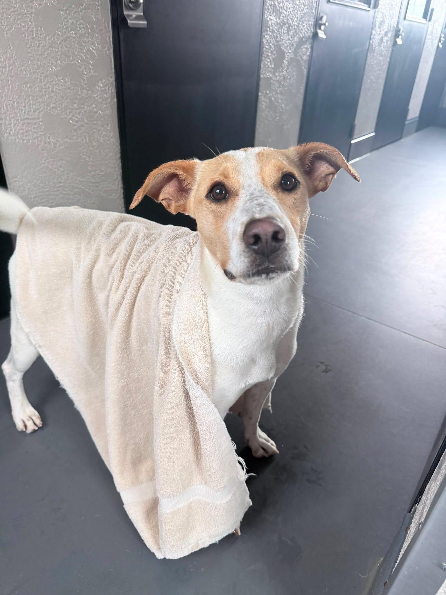Enlarge Butter, a Adoptable mixed breed in Richmond, KY image 3/6