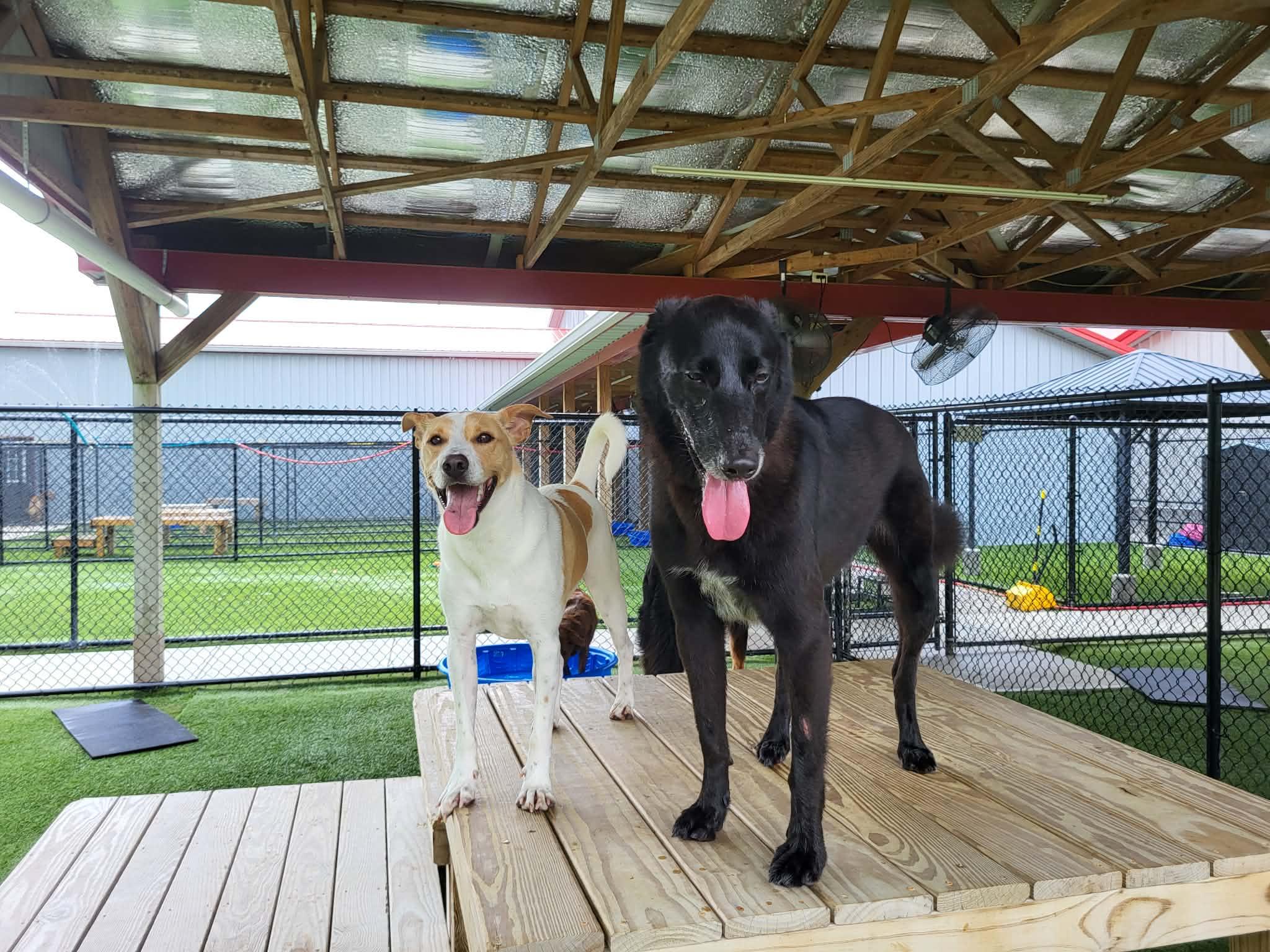 Enlarge Butter, a Adoptable mixed breed in Richmond, KY image 6/6