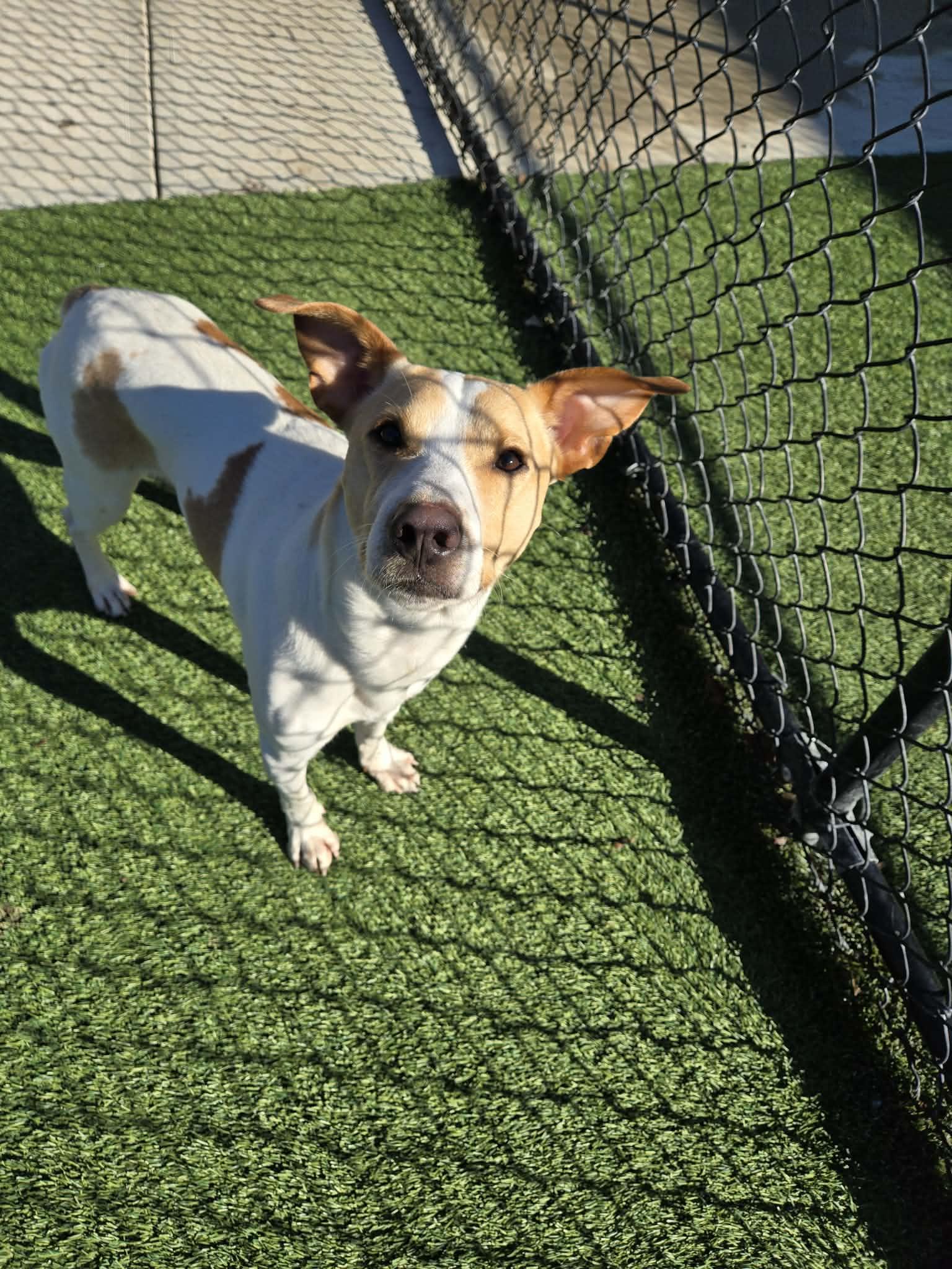 Enlarge Butter, a ADOPTABLE mixed breed in Richmond, KY image 3/4