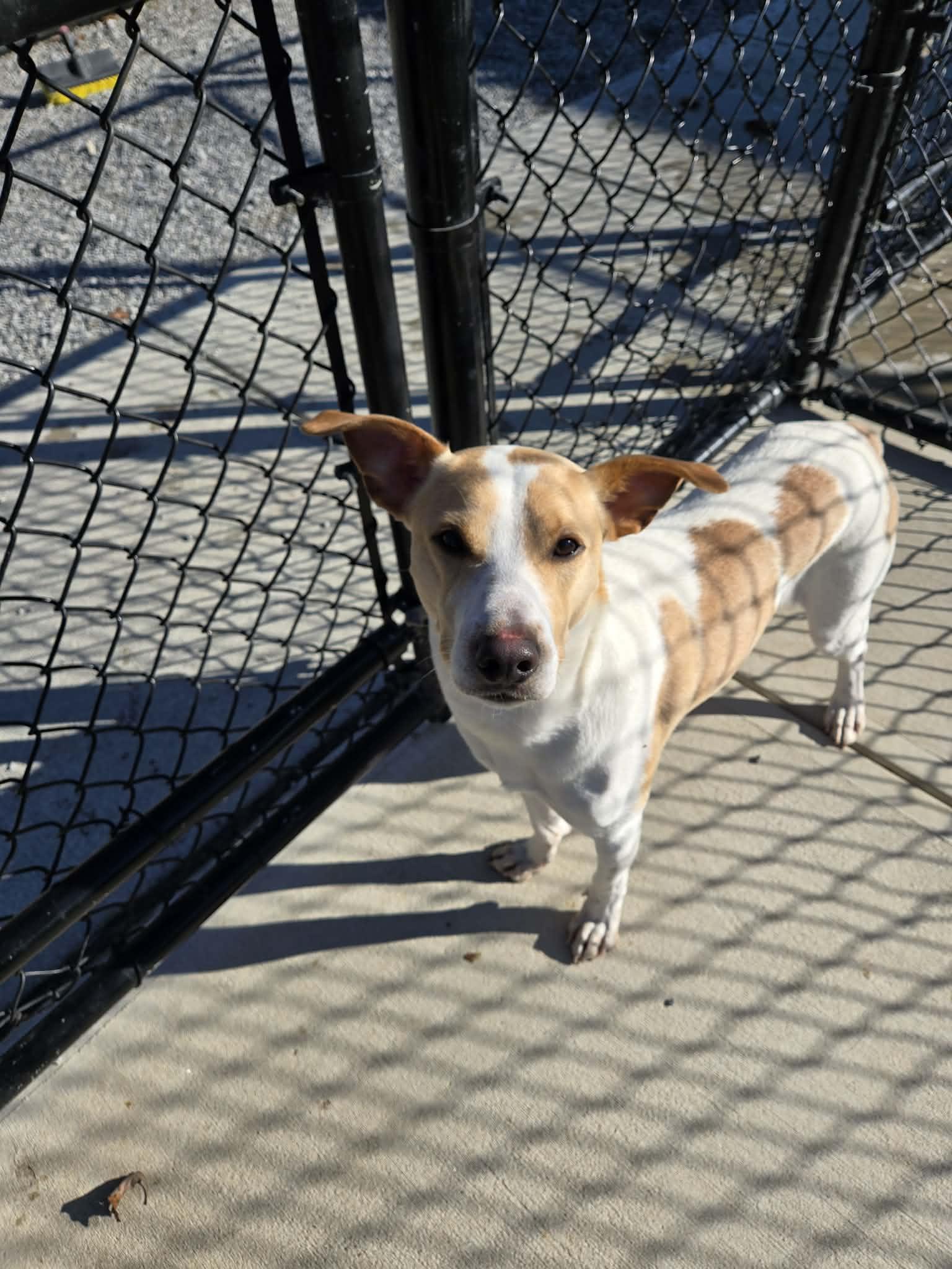 Enlarge Butter, a ADOPTABLE mixed breed in Richmond, KY image 4/4