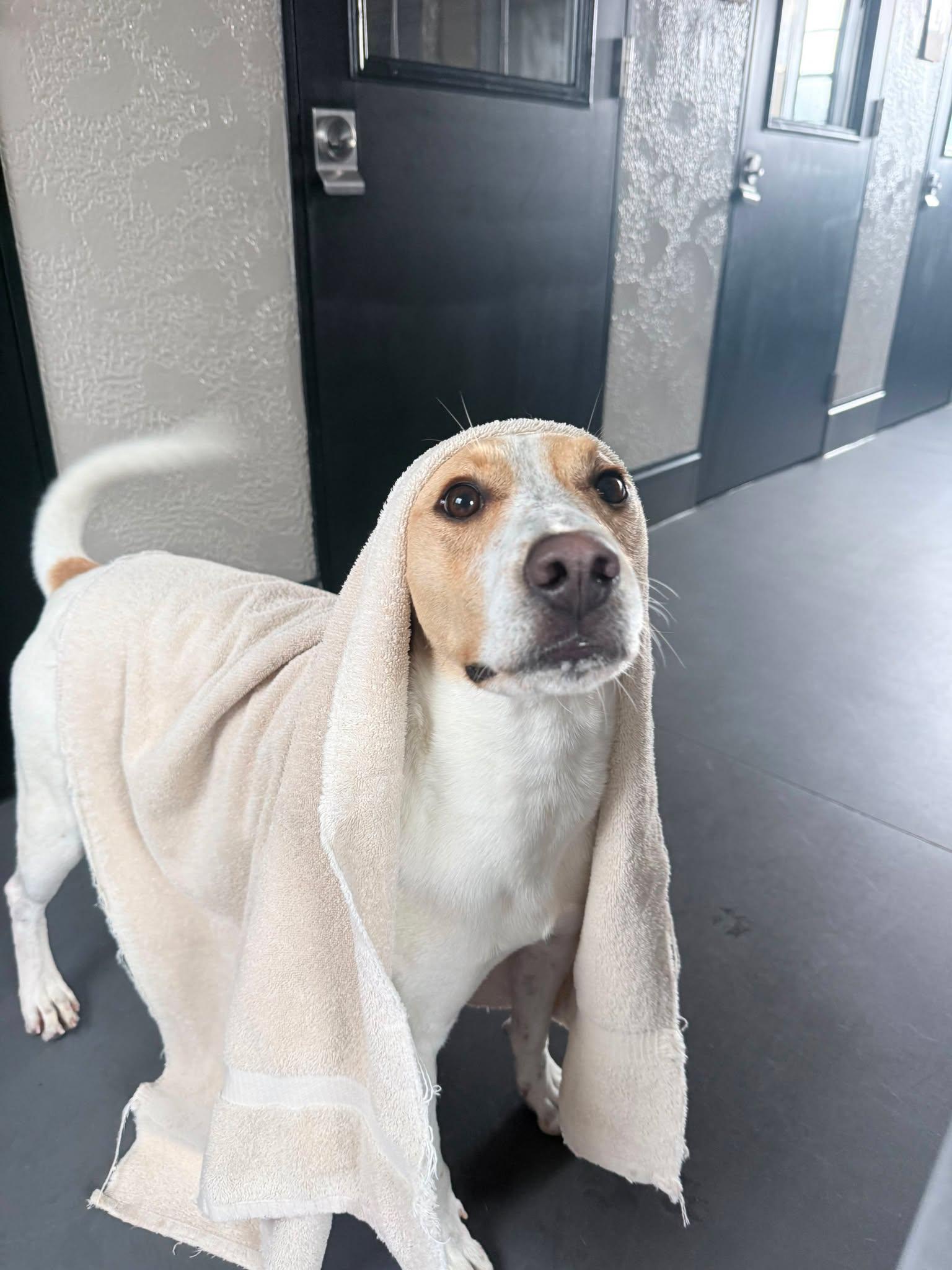 Enlarge Butter, a Adoptable mixed breed in Richmond, KY image 5/6