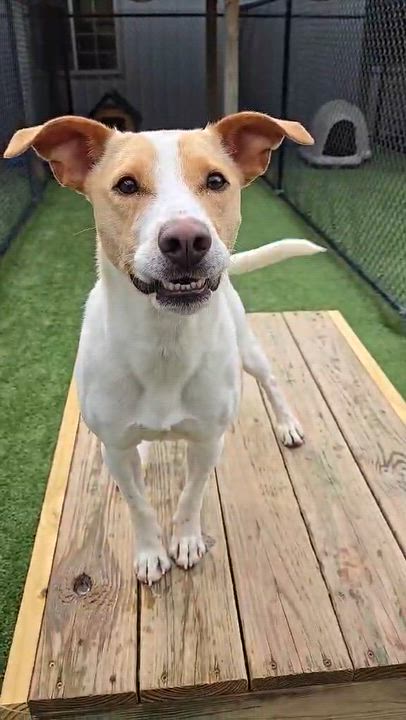 Enlarge Butter, a Adoptable mixed breed in Richmond, KY video 1/6