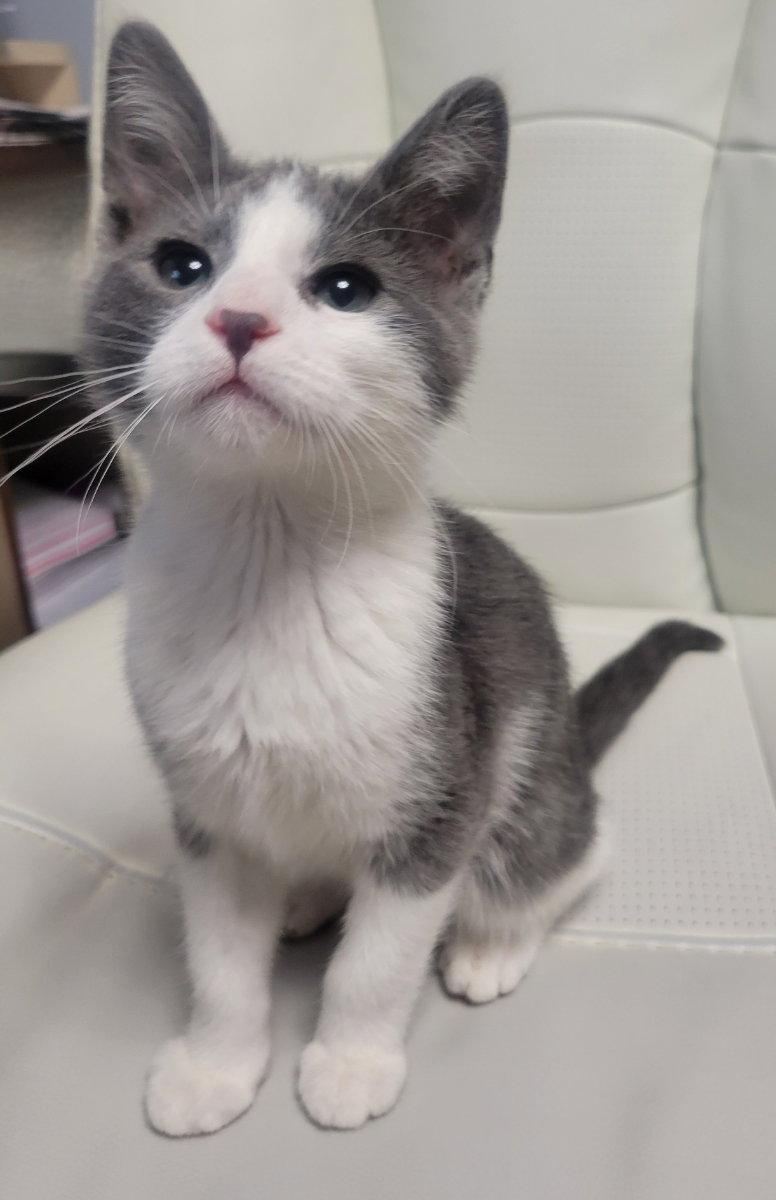 Enlarge Simon, a Adopted Domestic Short Hair in Shawnee, KS image 2/3