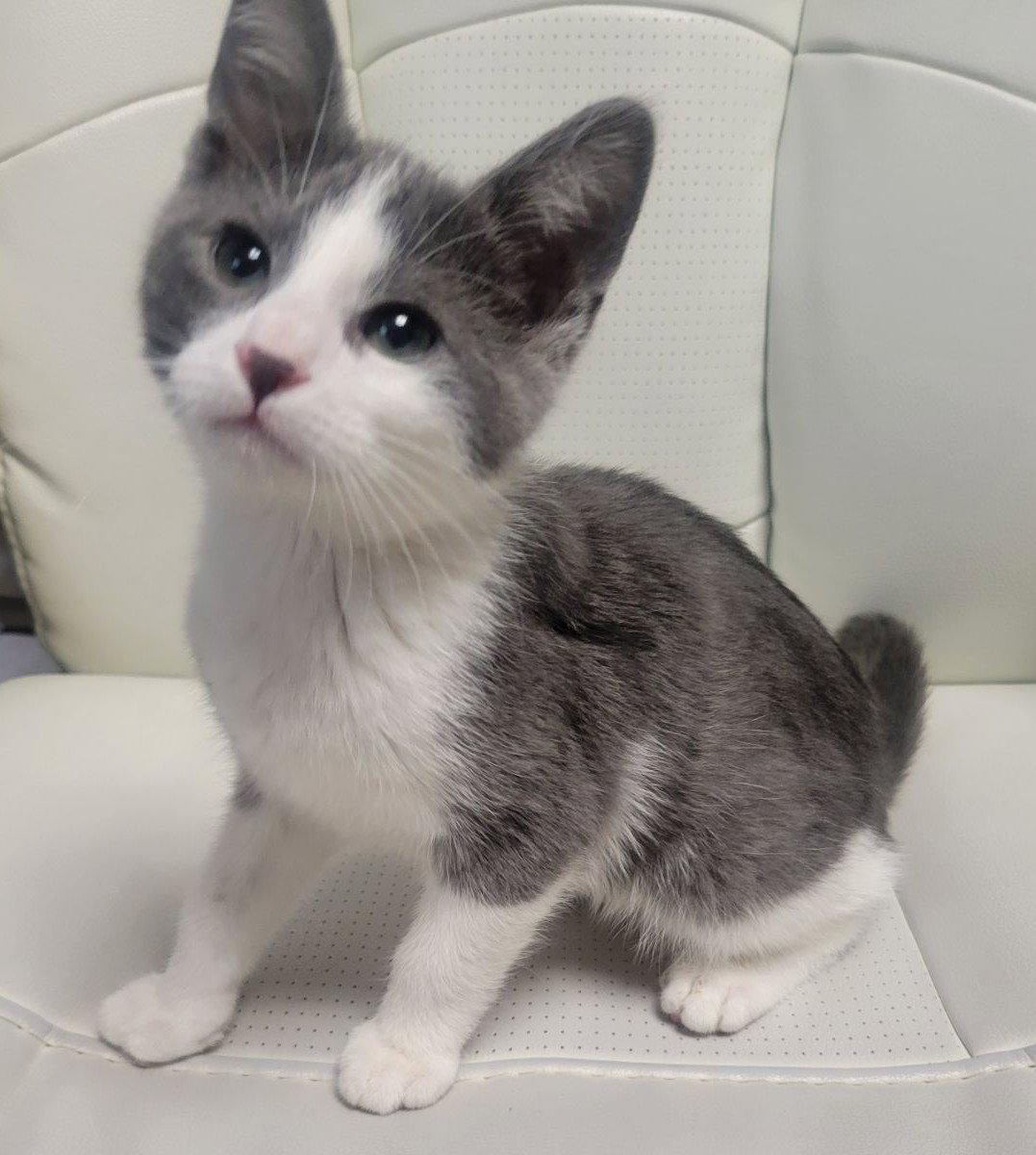 Enlarge Simon, a Adopted Domestic Short Hair in Shawnee, KS image 3/3