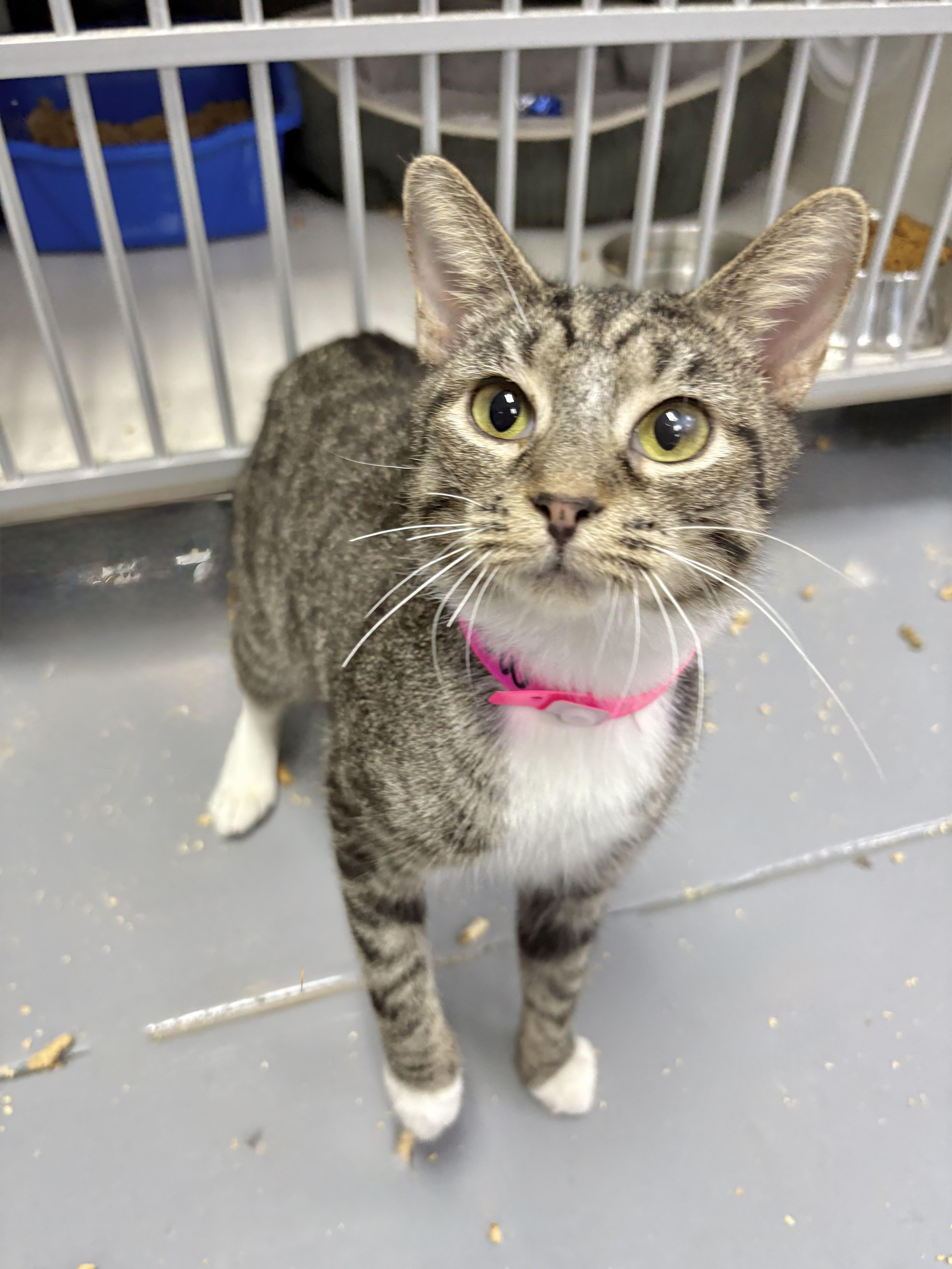 Enlarge Martha, a Adoptable Tabby in Tavares, FL image 1/1