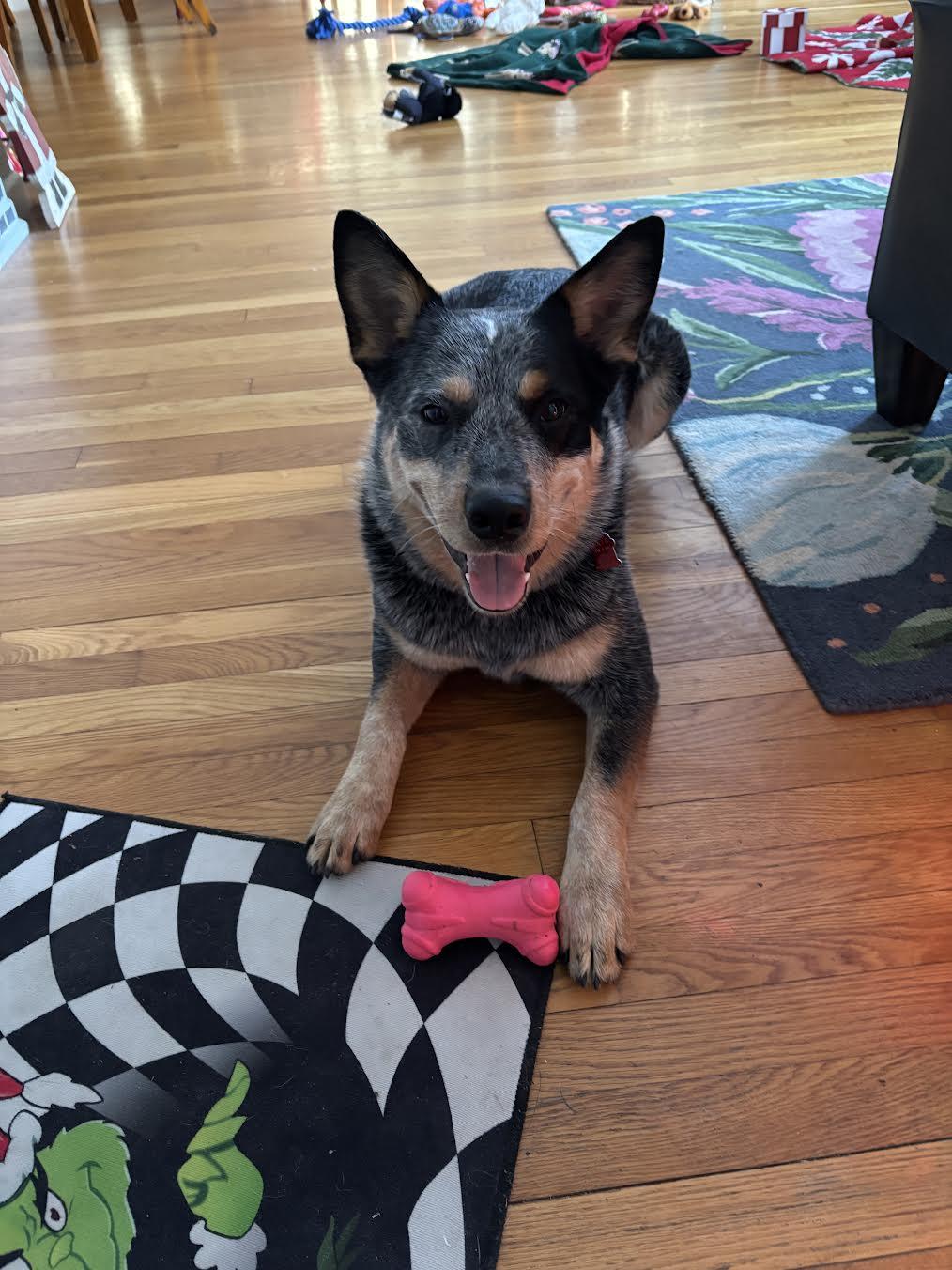 Enlarge Blue, a ADOPTABLE Australian Cattle Dog / Blue Heeler in Sudbury, MA image 6/6
