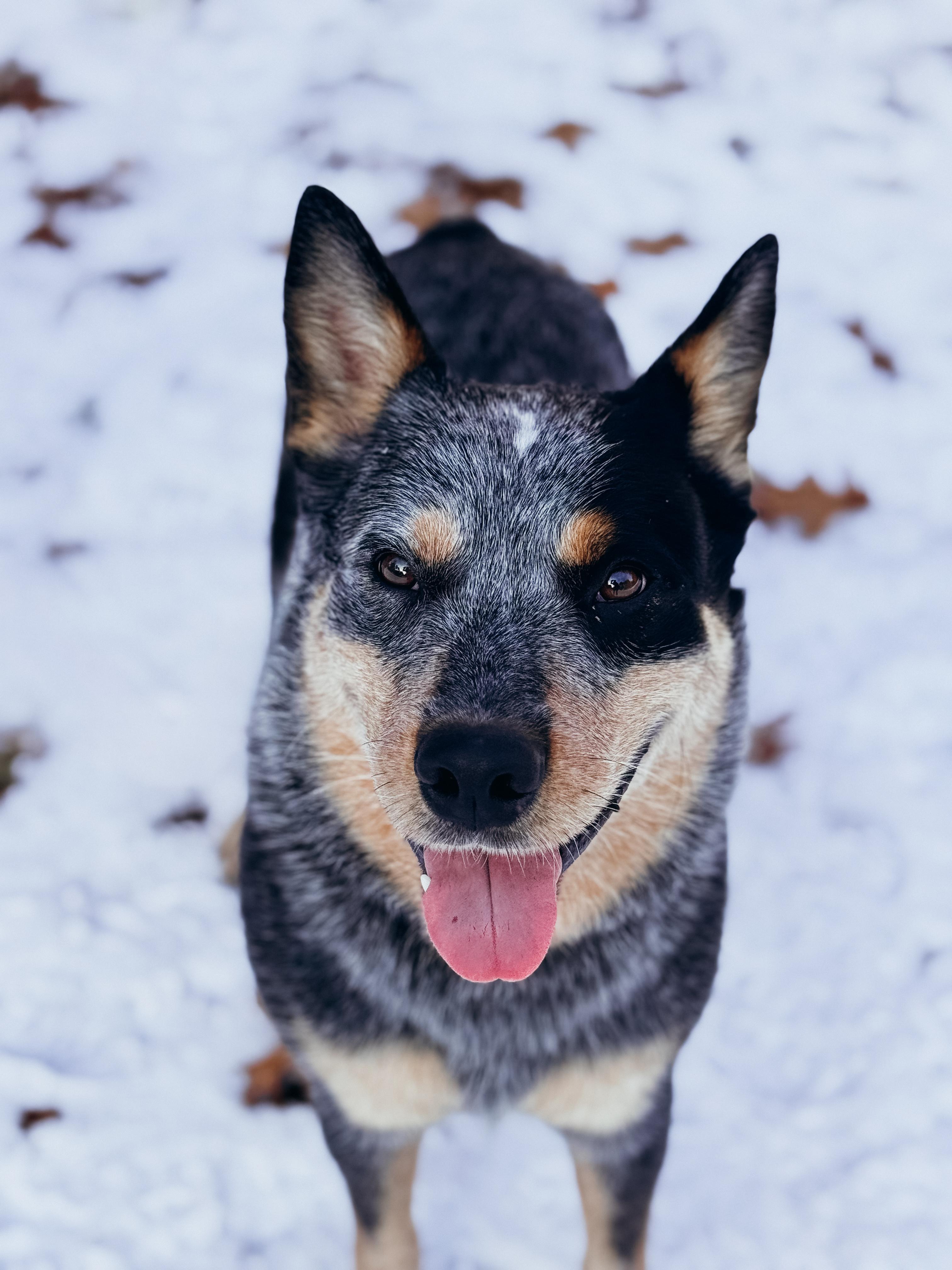 Blue, a ADOPTABLE Australian Cattle Dog / Blue Heeler in Sudbury, MA image 1/2