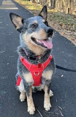 Enlarge Blue, a ADOPTABLE Australian Cattle Dog / Blue Heeler in Sudbury, MA image 1/6