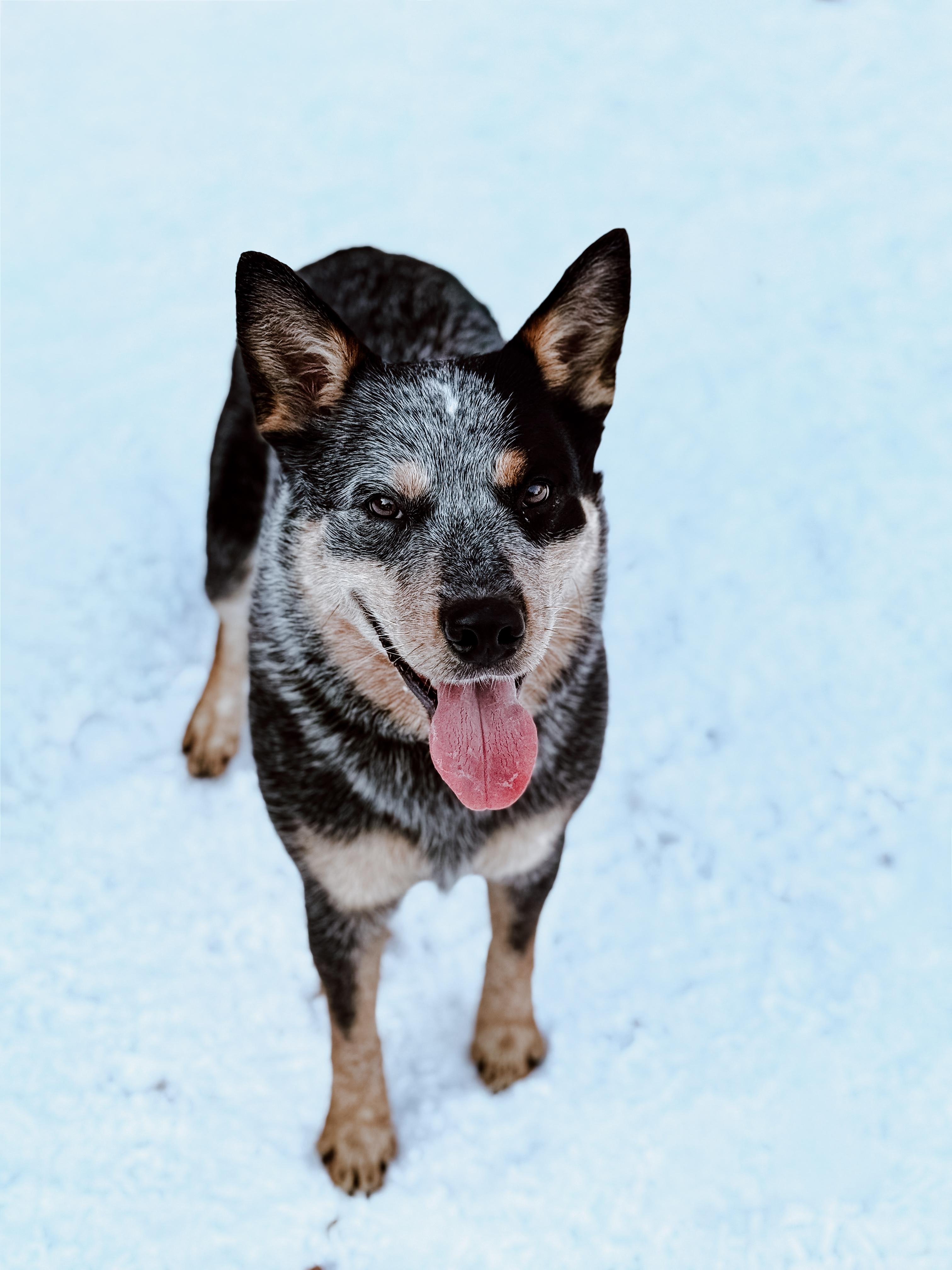 Blue, a ADOPTABLE Australian Cattle Dog / Blue Heeler in Sudbury, MA image 2/2