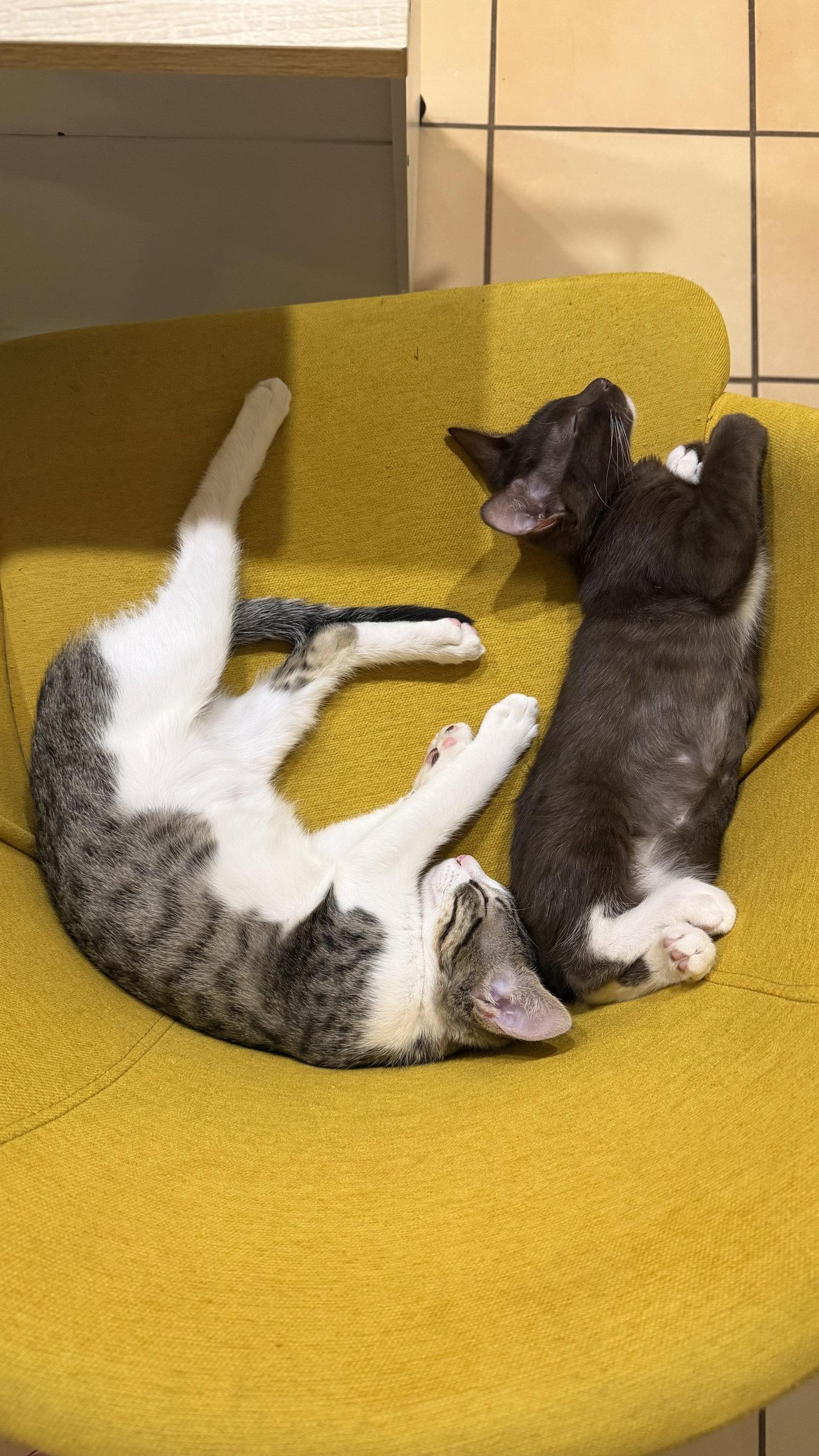 Cinnamon BONDED with Herman, Adoptable, Kitten Female Domestic Short Hair.