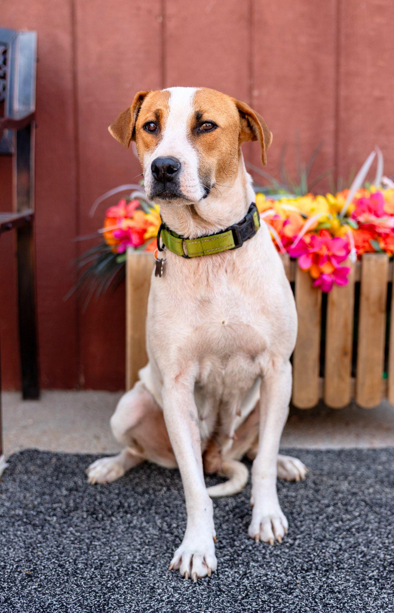 574-26, ADOPTABLE, Young Female Pit Bull Terrier.