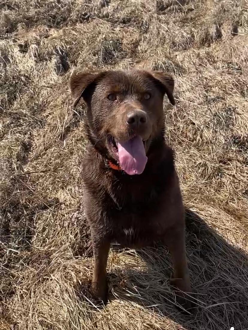 Wally  … Lab - ageddon, an adoptable Chocolate Labrador Retriever, Husky in Richmond Hill, ON, L4E 2M8 | Photo Image 4