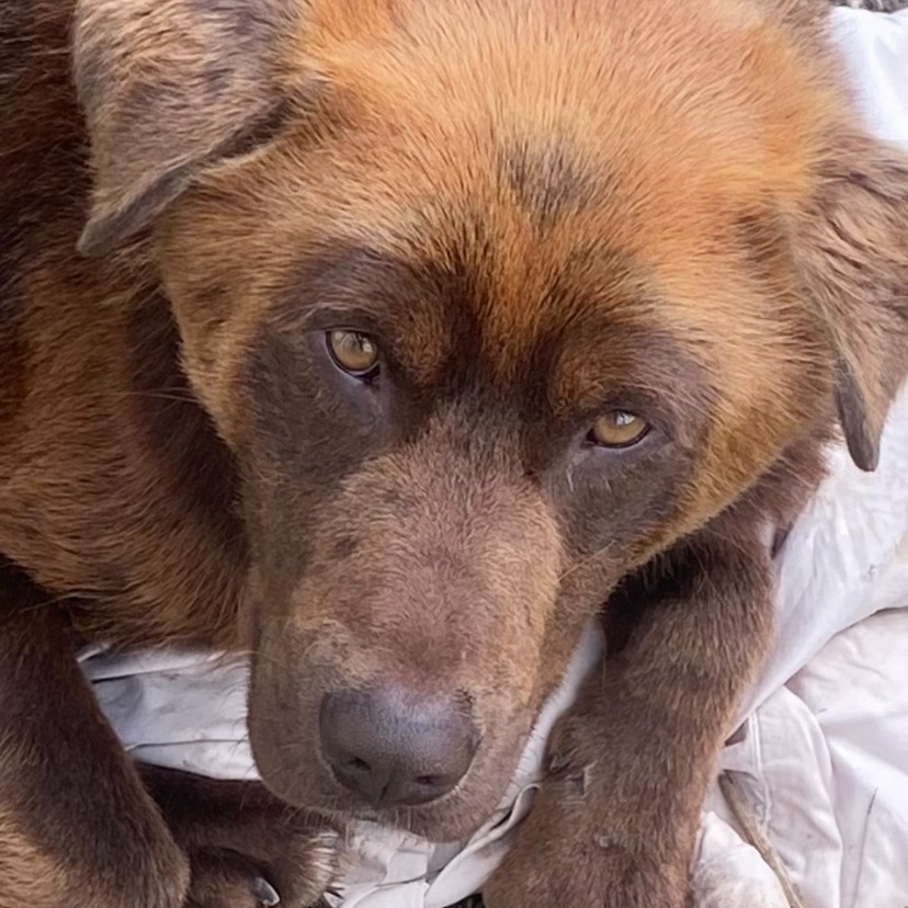 Wally  … Lab - ageddon, an adoptable Chocolate Labrador Retriever, Husky in Richmond Hill, ON, L4E 2M8 | Photo Image 3