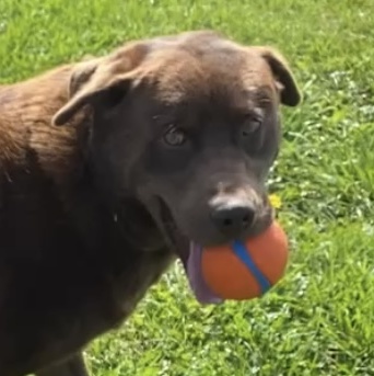 Wally  … Lab - ageddon, an adoptable Chocolate Labrador Retriever, Husky in Richmond Hill, ON, L4E 2M8 | Photo Image 1