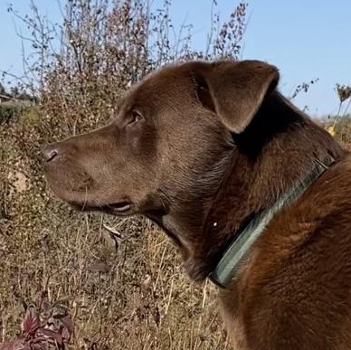 Wally  … Lab - ageddon, an adoptable Chocolate Labrador Retriever, Husky in Richmond Hill, ON, L4E 2M8 | Photo Image 2