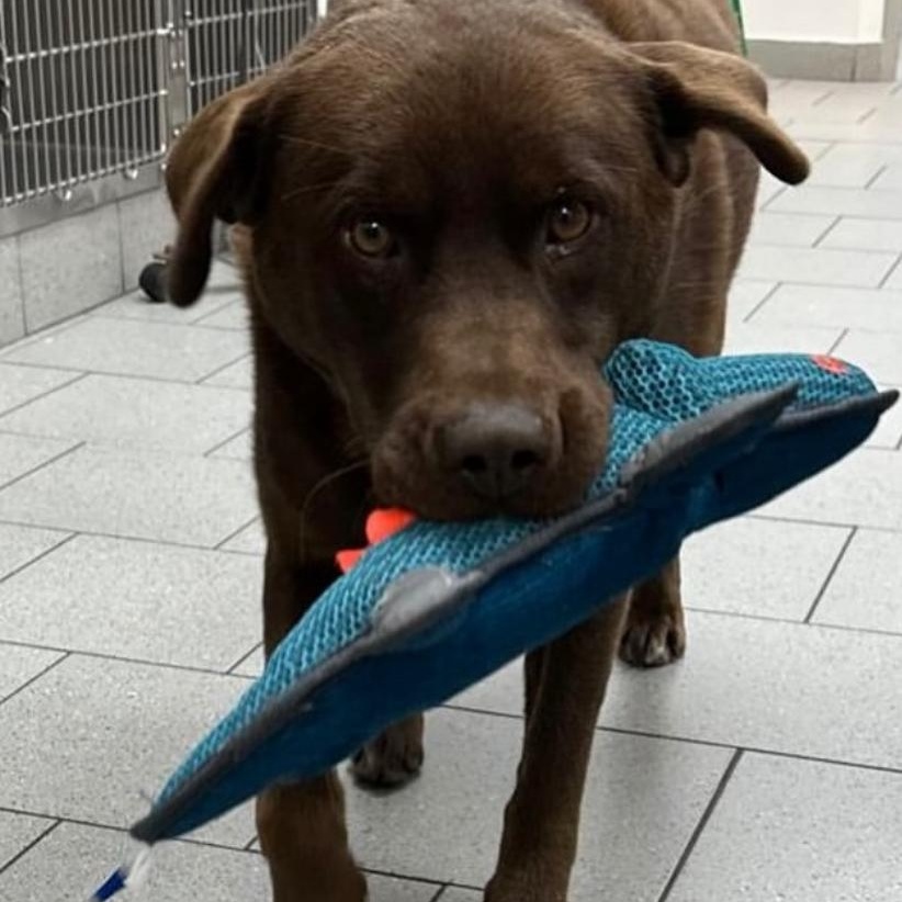 Wally … Lab - ageddon, a Adoptable mixed breed in Richmond Hill, ON image 2/4