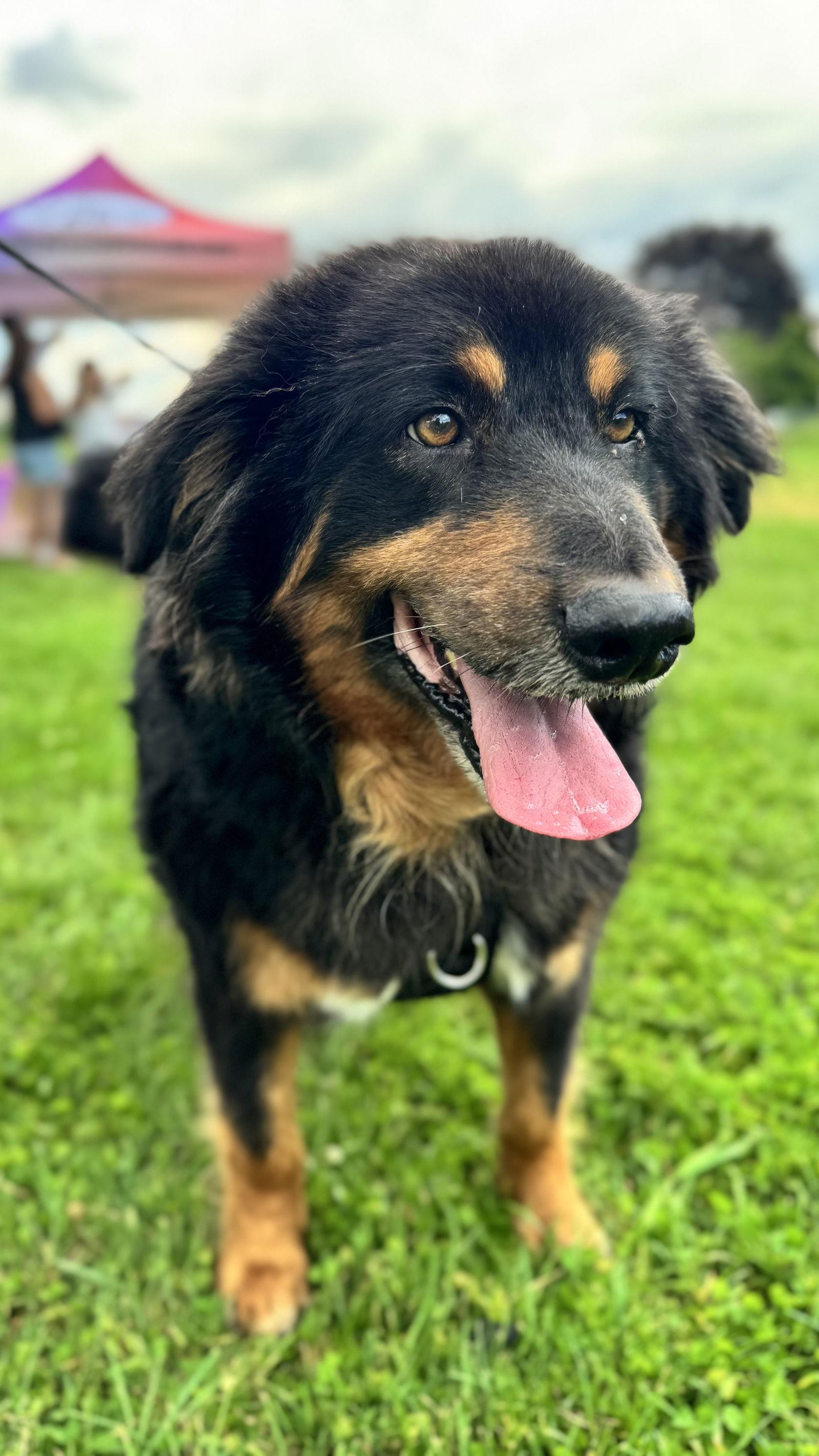 Cooper, a Adoptable Bernese Mountain Dog in Columbia, MD image 1/3