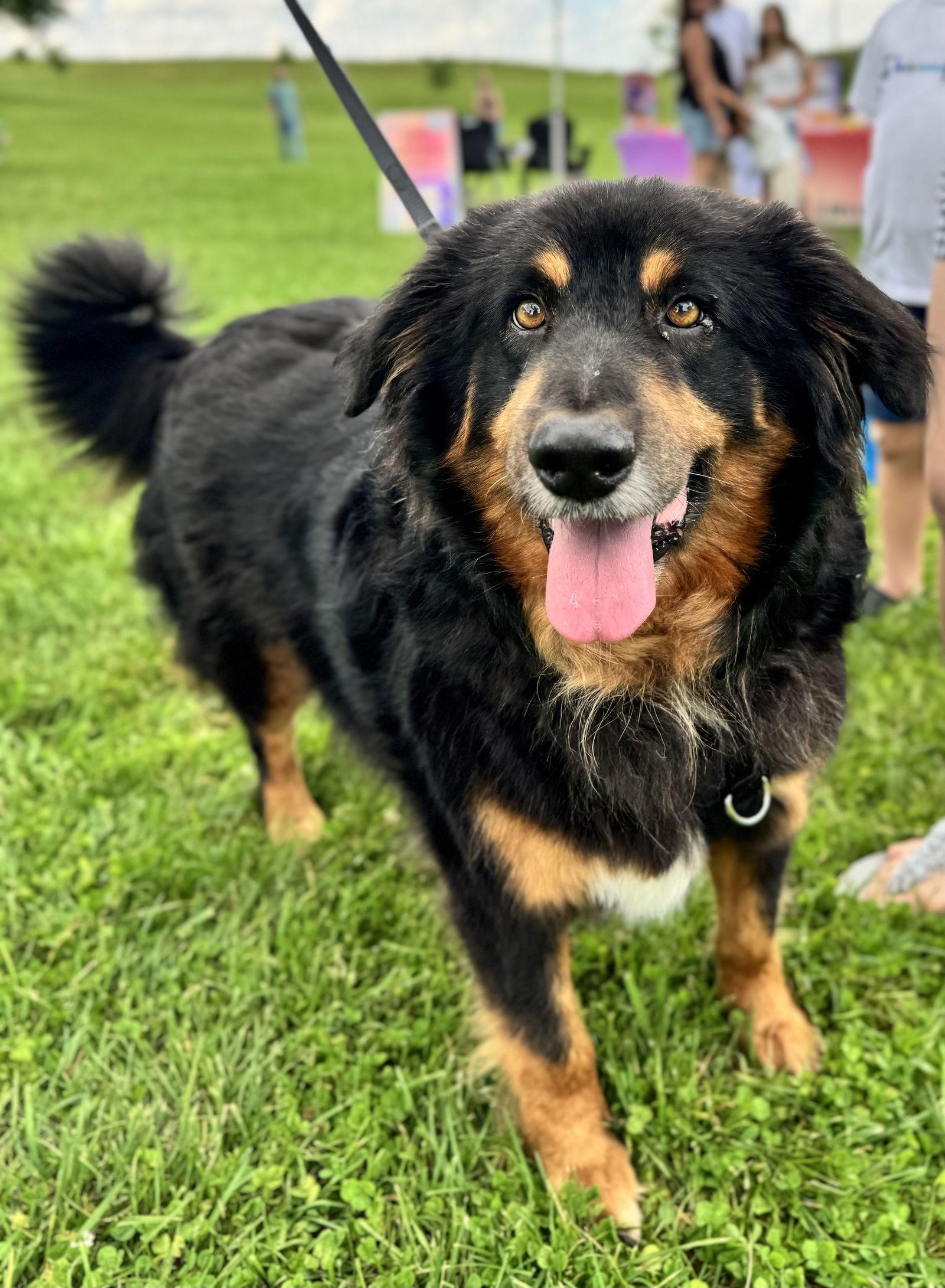 Cooper, a Adoptable Bernese Mountain Dog in Columbia, MD image 2/3