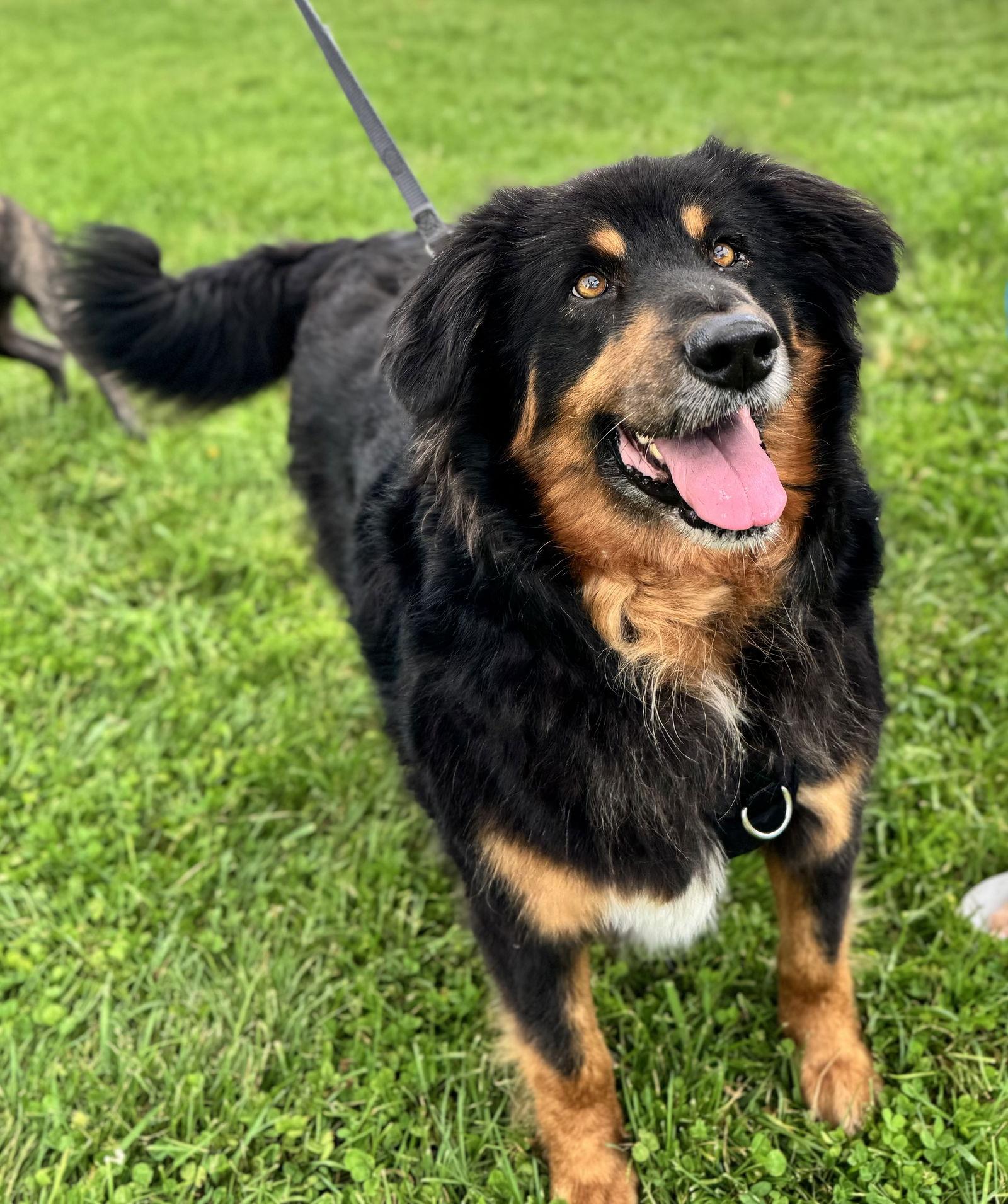 Cooper, a Adoptable Bernese Mountain Dog in Columbia, MD image 3/3