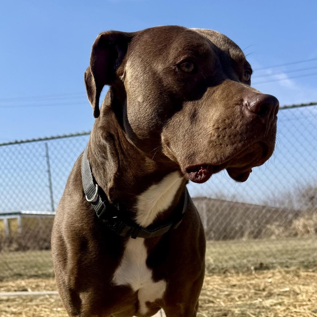 Enlarge Iggy 37D24, a Adoptable Pit Bull Terrier in Napoleon, OH image 1/6