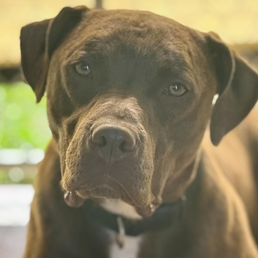 Iggy 37D24, Adoptable, Adult Male Pit Bull Terrier.