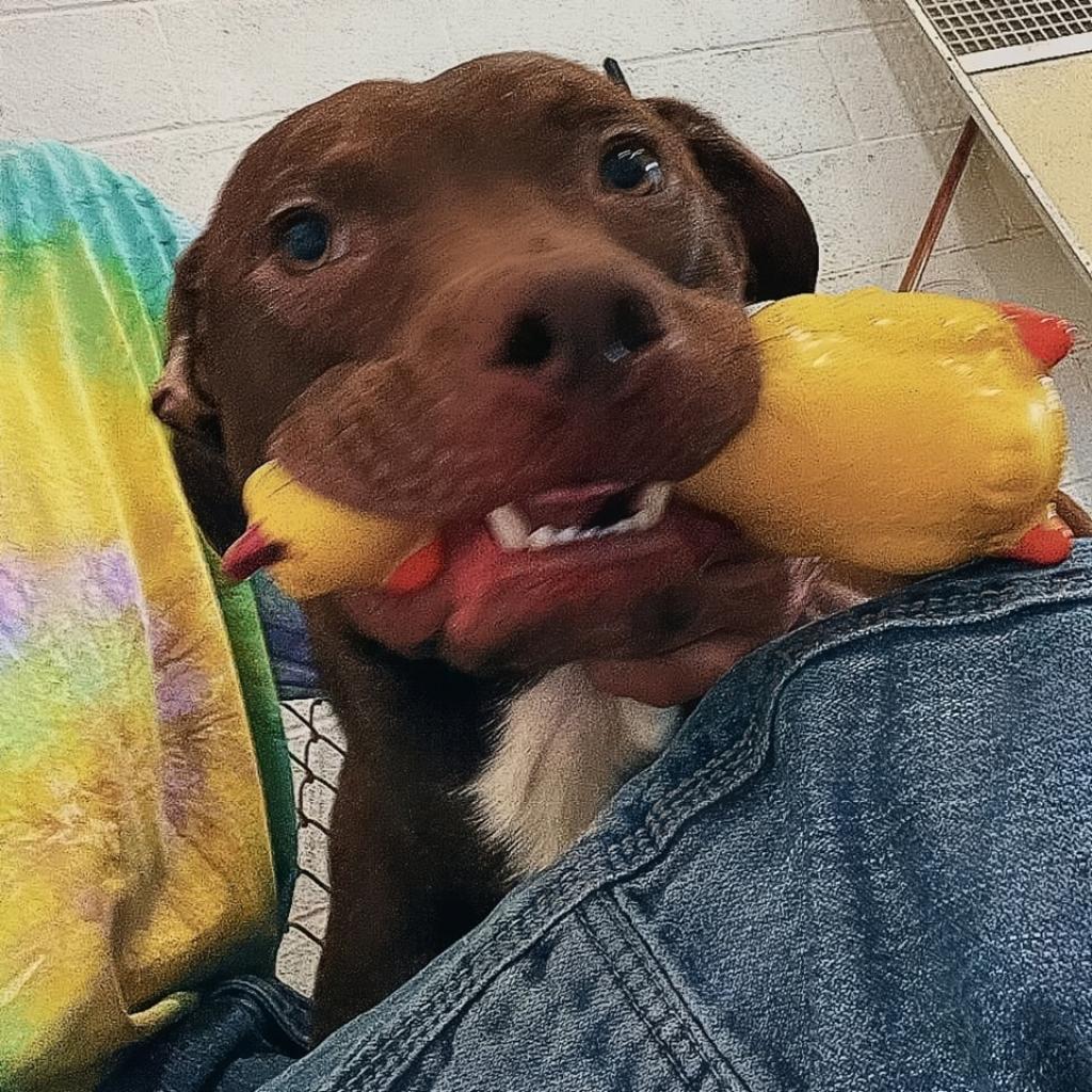 Enlarge Iggy 37D24, a Adoptable Pit Bull Terrier in Napoleon, OH image 2/6