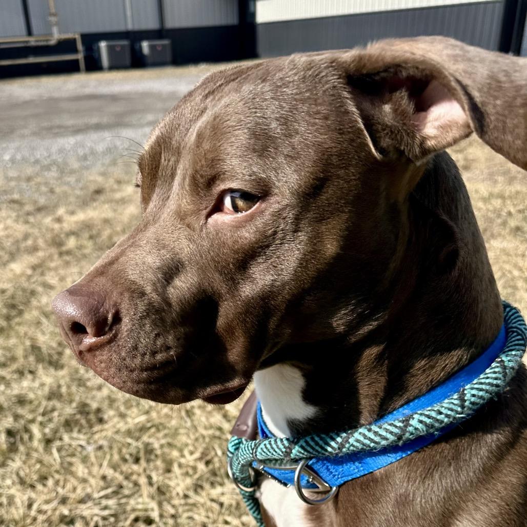 Enlarge Iggy 37D24, a Adoptable Pit Bull Terrier in Napoleon, OH image 3/6