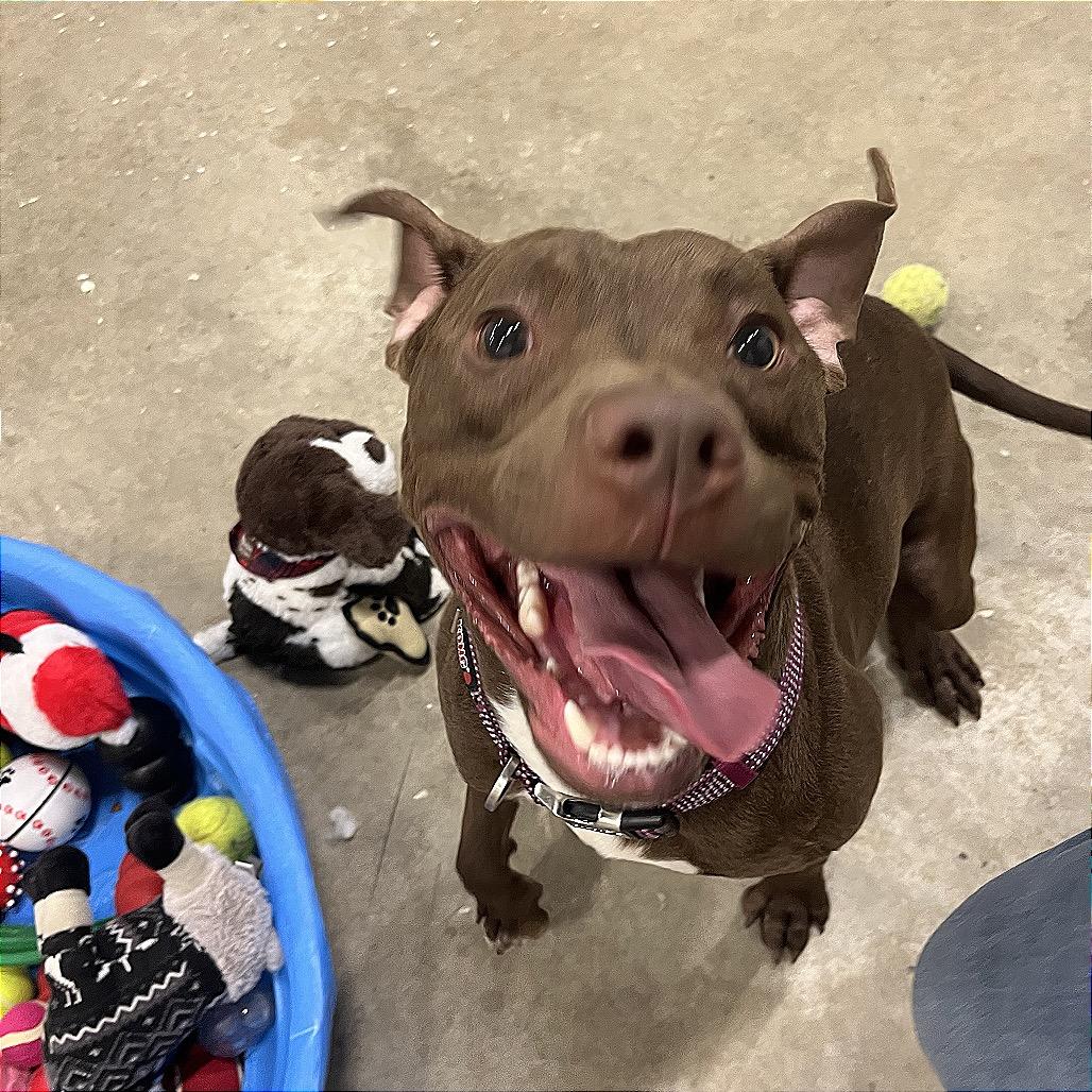 Enlarge Iggy 37D24, a Adoptable Pit Bull Terrier in Napoleon, OH image 5/6