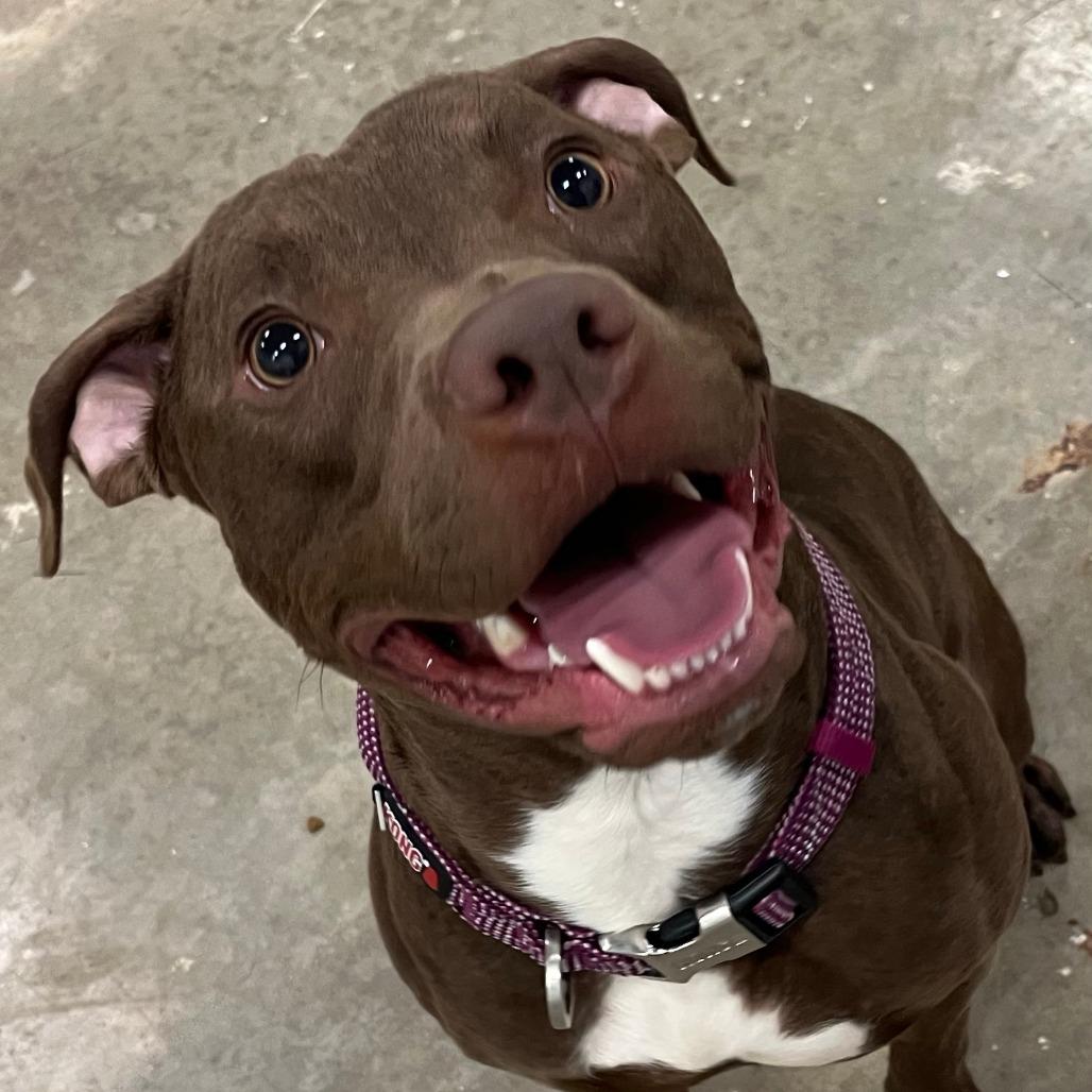 Enlarge Iggy 37D24, a Adoptable Pit Bull Terrier in Napoleon, OH image 6/6