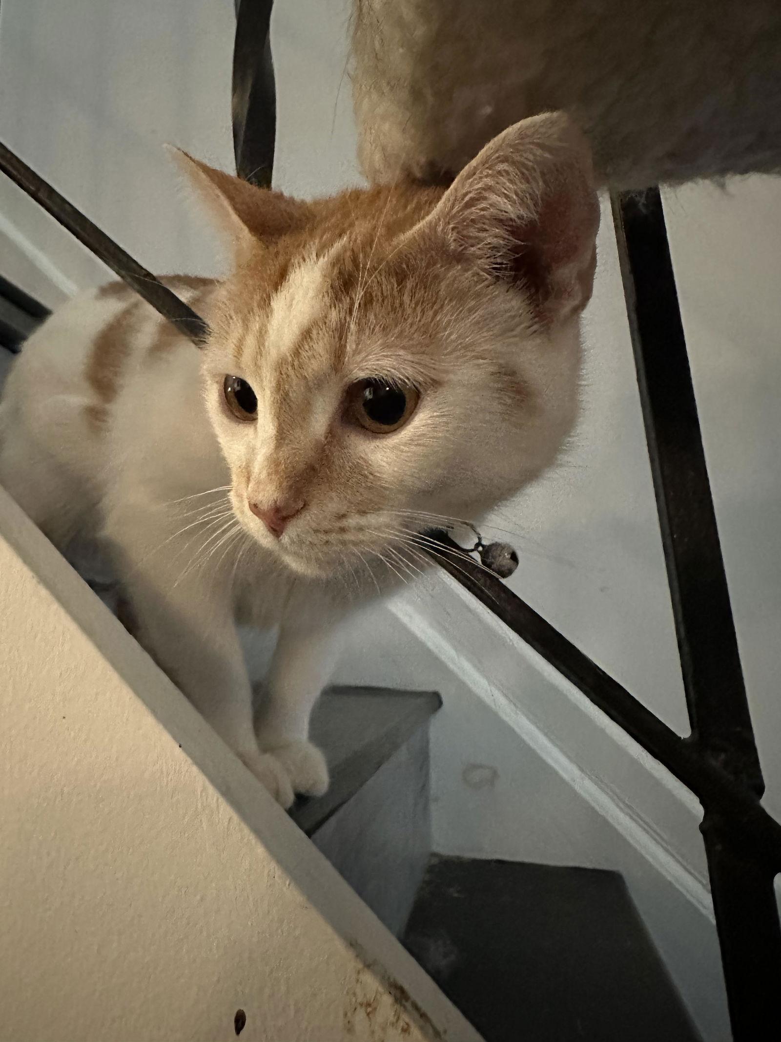 Enlarge Sunshine, a Adoptable Domestic Short Hair in Philadelphia, PA image 1/3