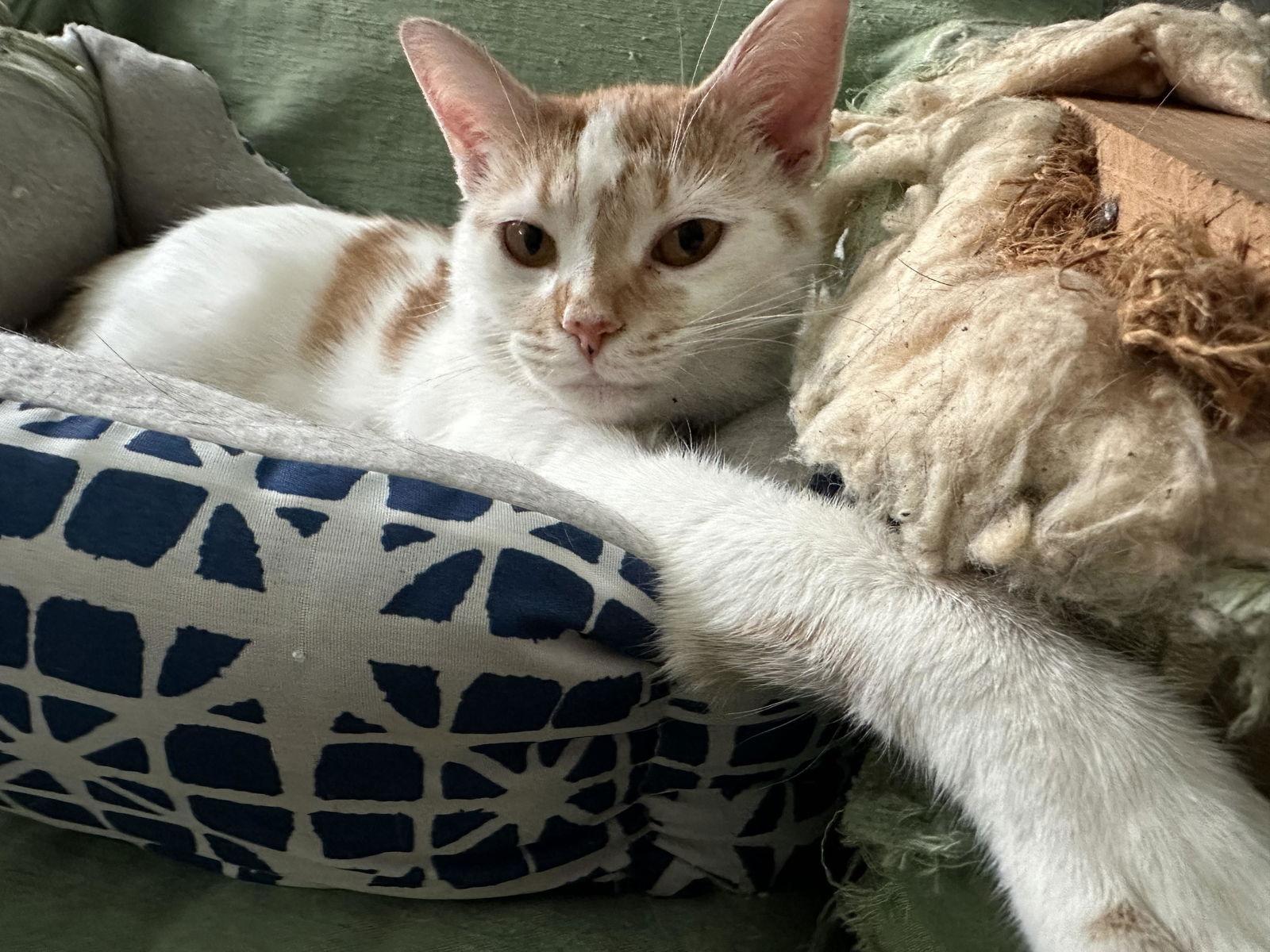 Enlarge Sunshine, a Adoptable Domestic Short Hair in Philadelphia, PA image 3/3